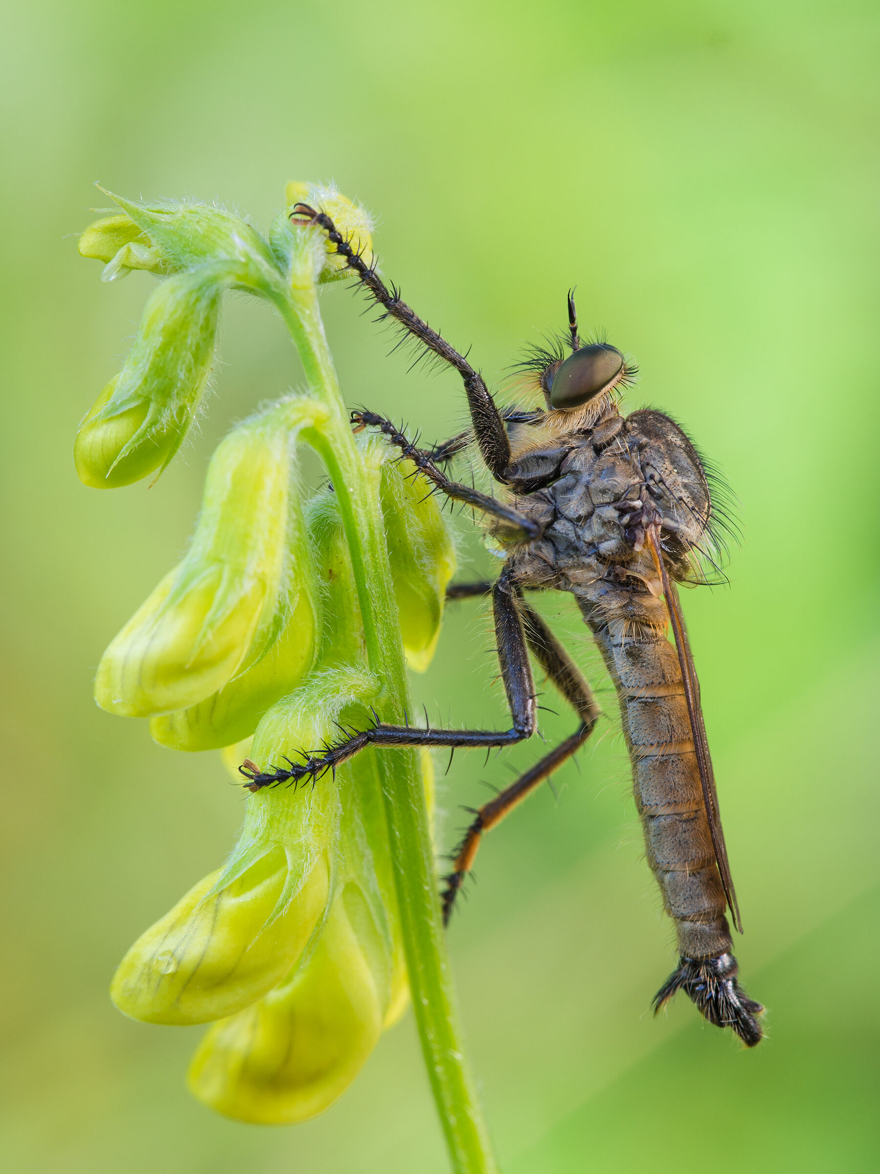 &Lstrok;owiec czarniawy (Machimus atricapillus)