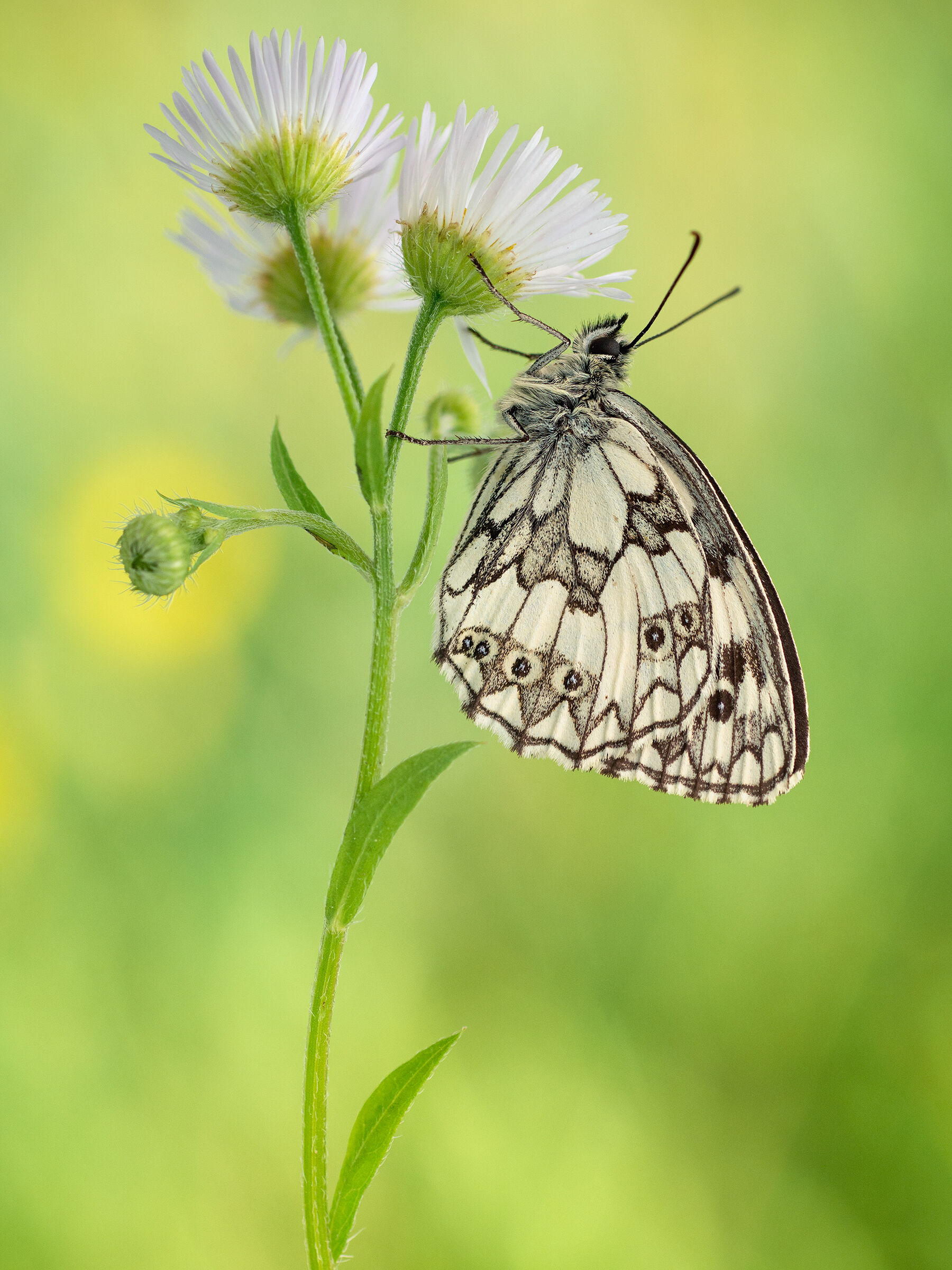 Polowiec szachownica (Melanargia galathea syn. Agapetes
