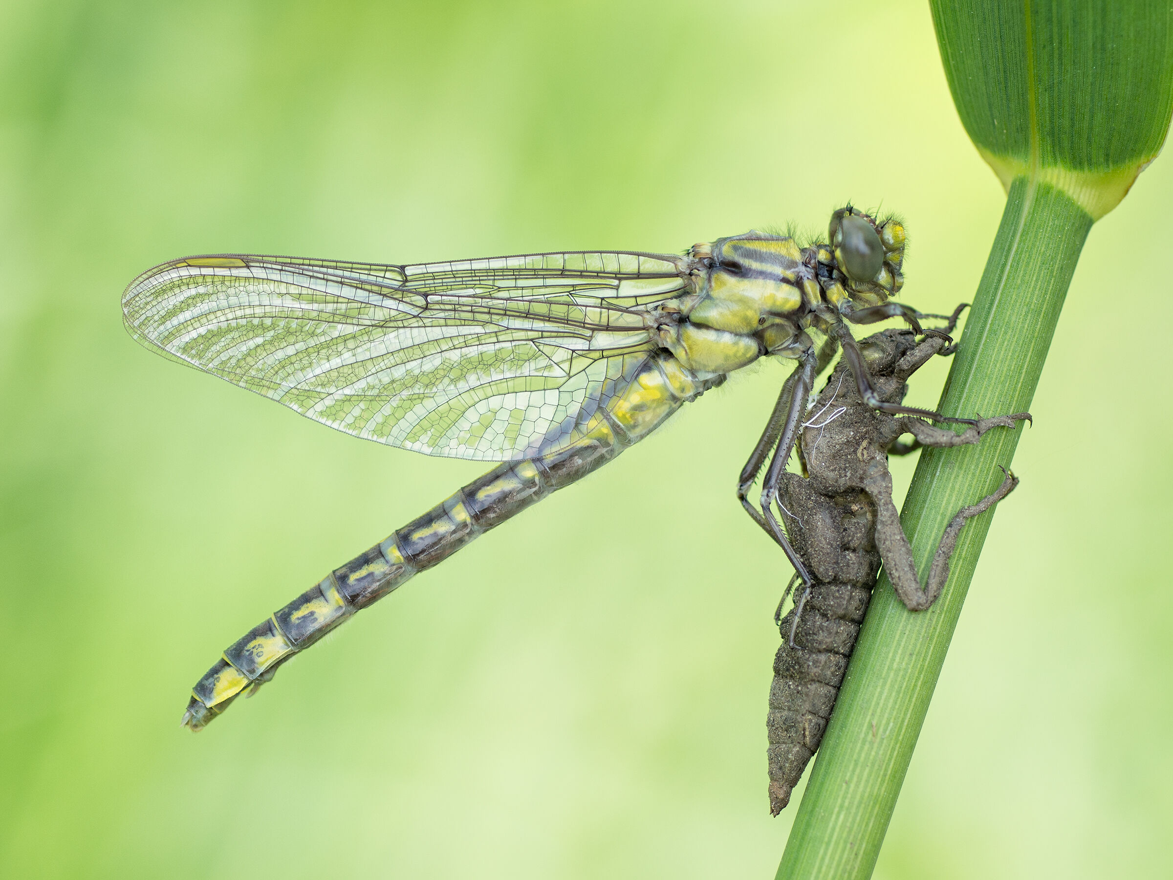 gadziog&lstrok;ówka zwyczajna (Gomphus vulgatissimus)