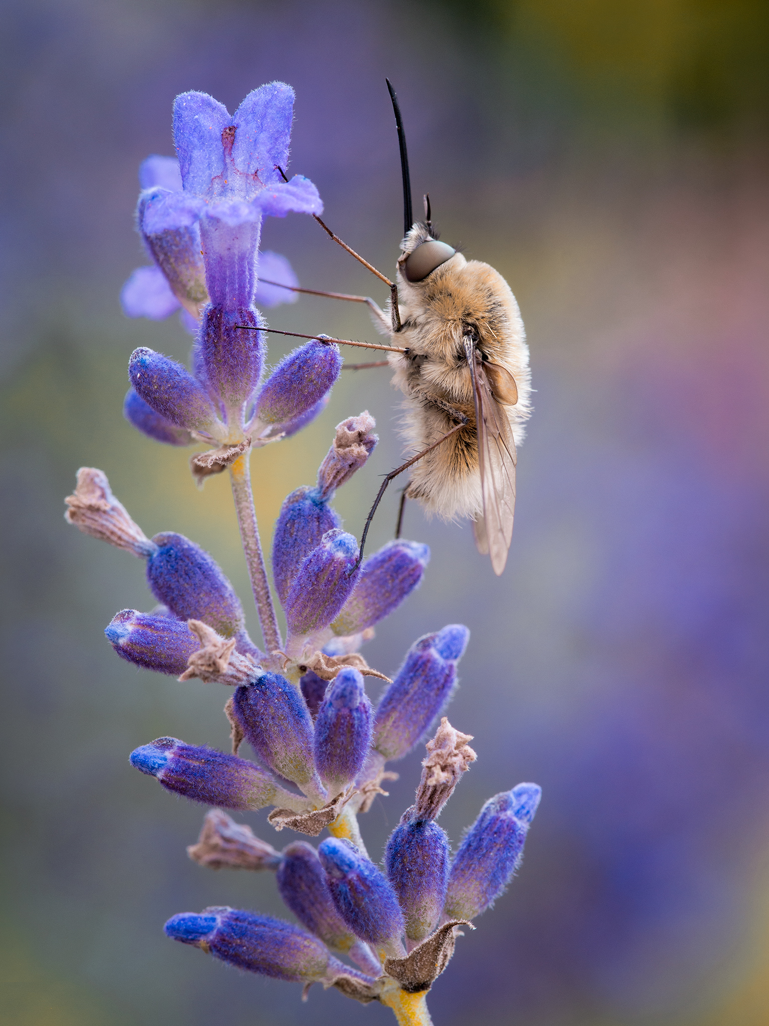 Bujanka wi?ksza (Bombylius Major)