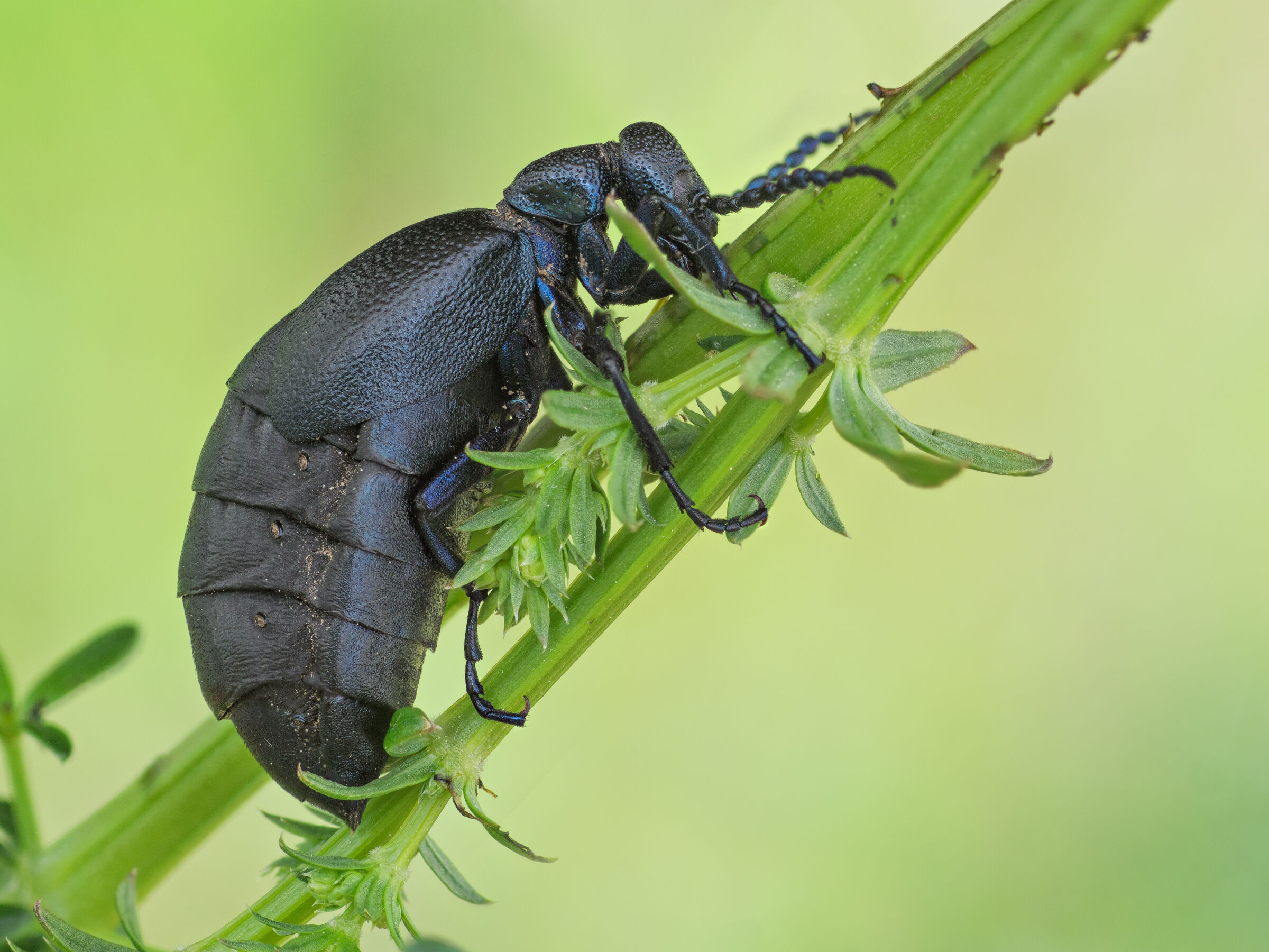 Oleica fioletowa, oleica fio&lstrok;kowa (Meloe violaceus)