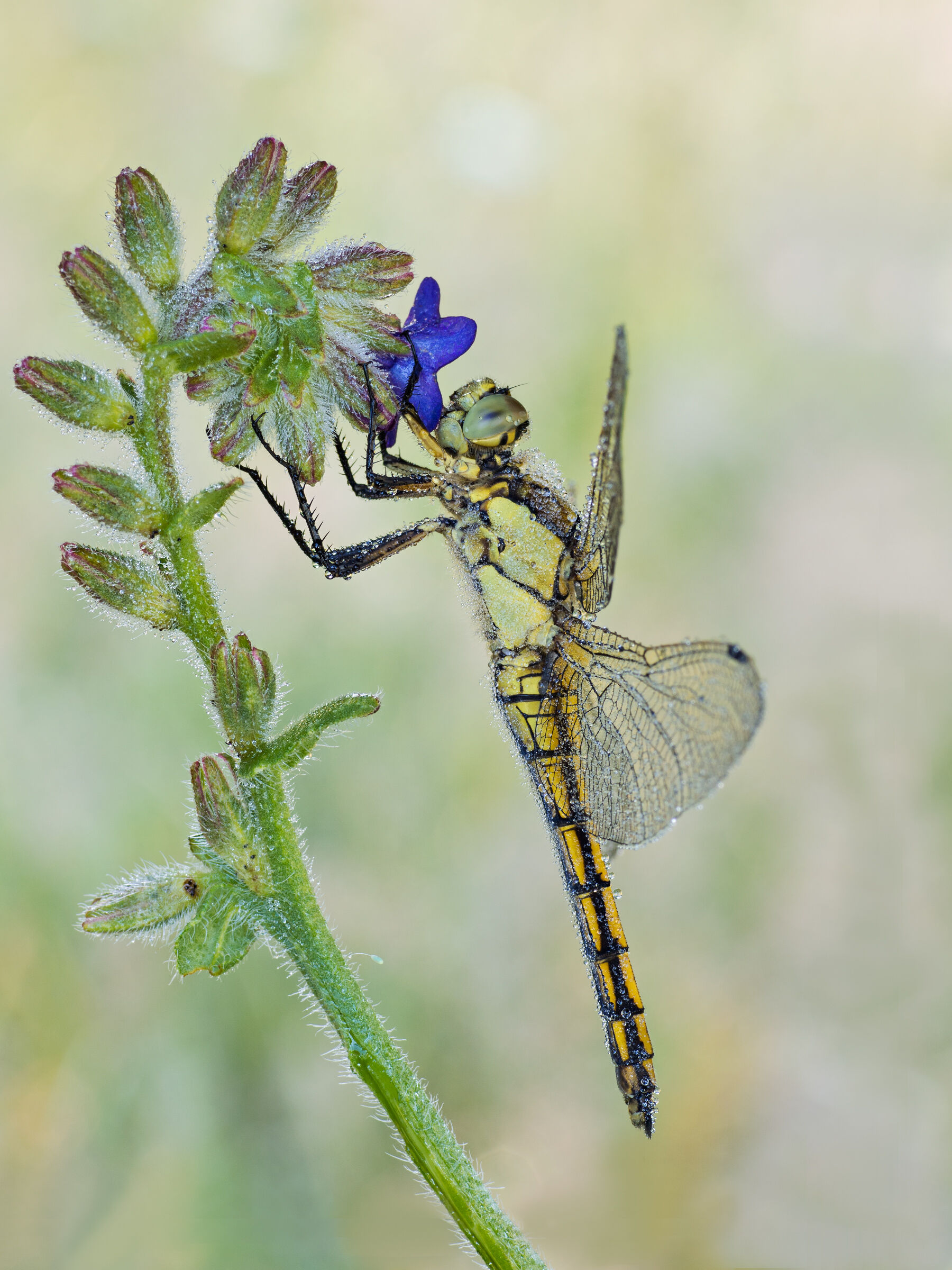 Lecicha pospolita (Orthetrum cancellatum)