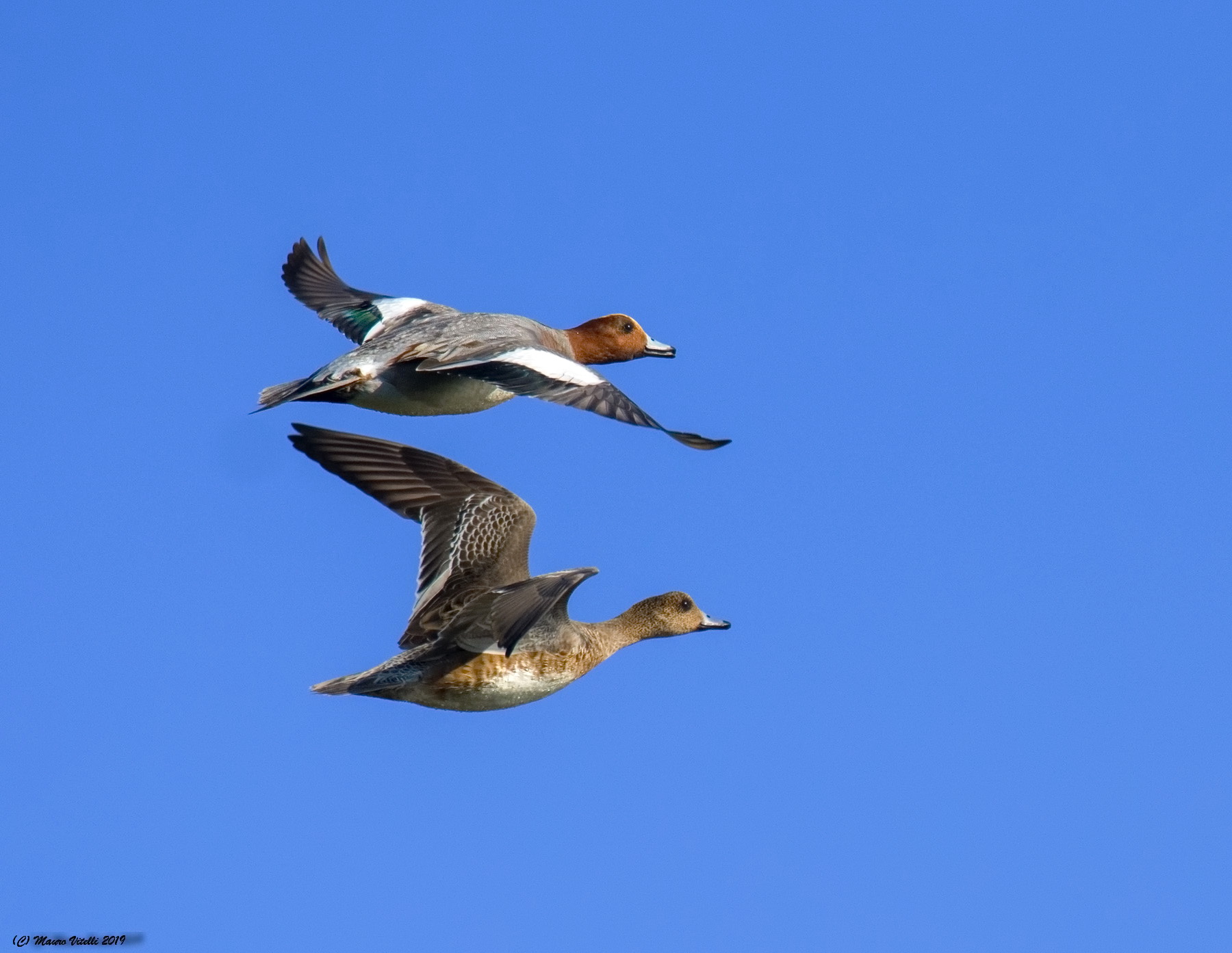 The Couple (Fischioni)