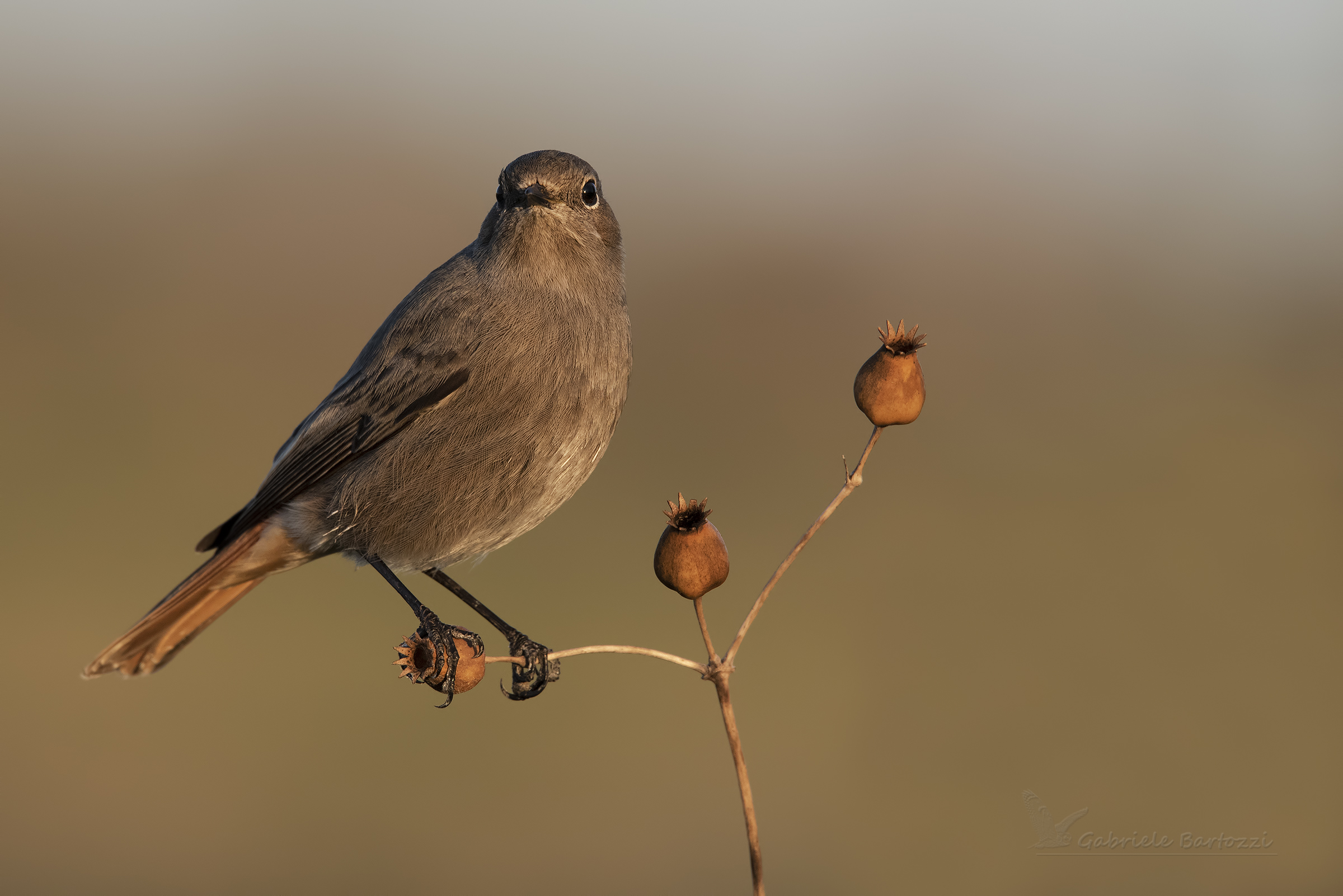 Female chimney Sweep
