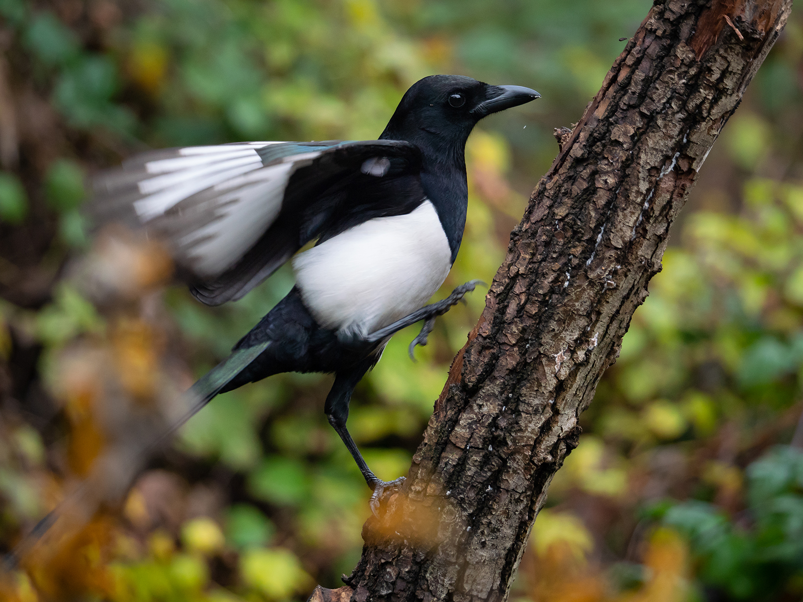 Gazza in arrampicata.
