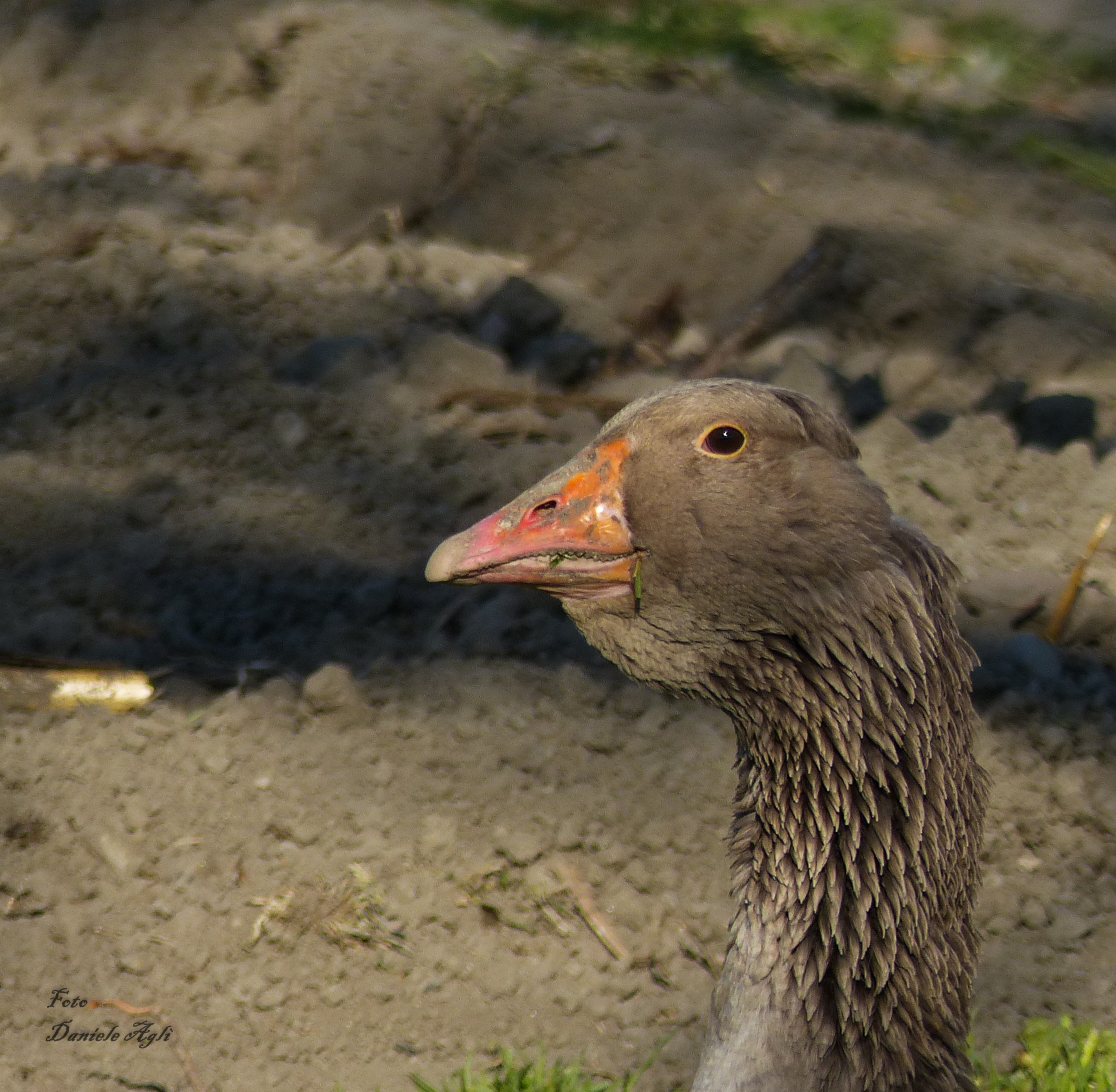 qua... qua... qua...