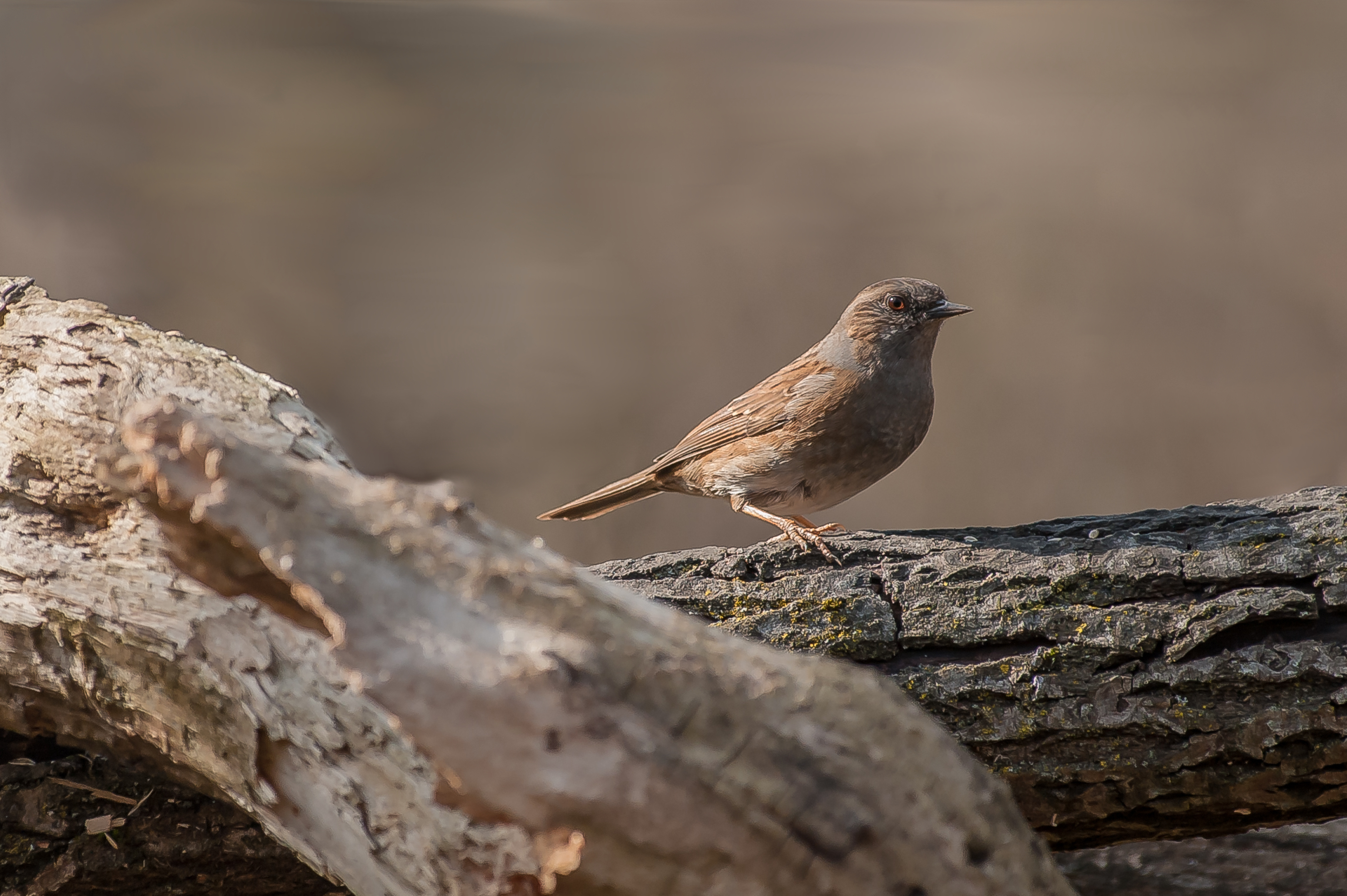Passera Dunnock