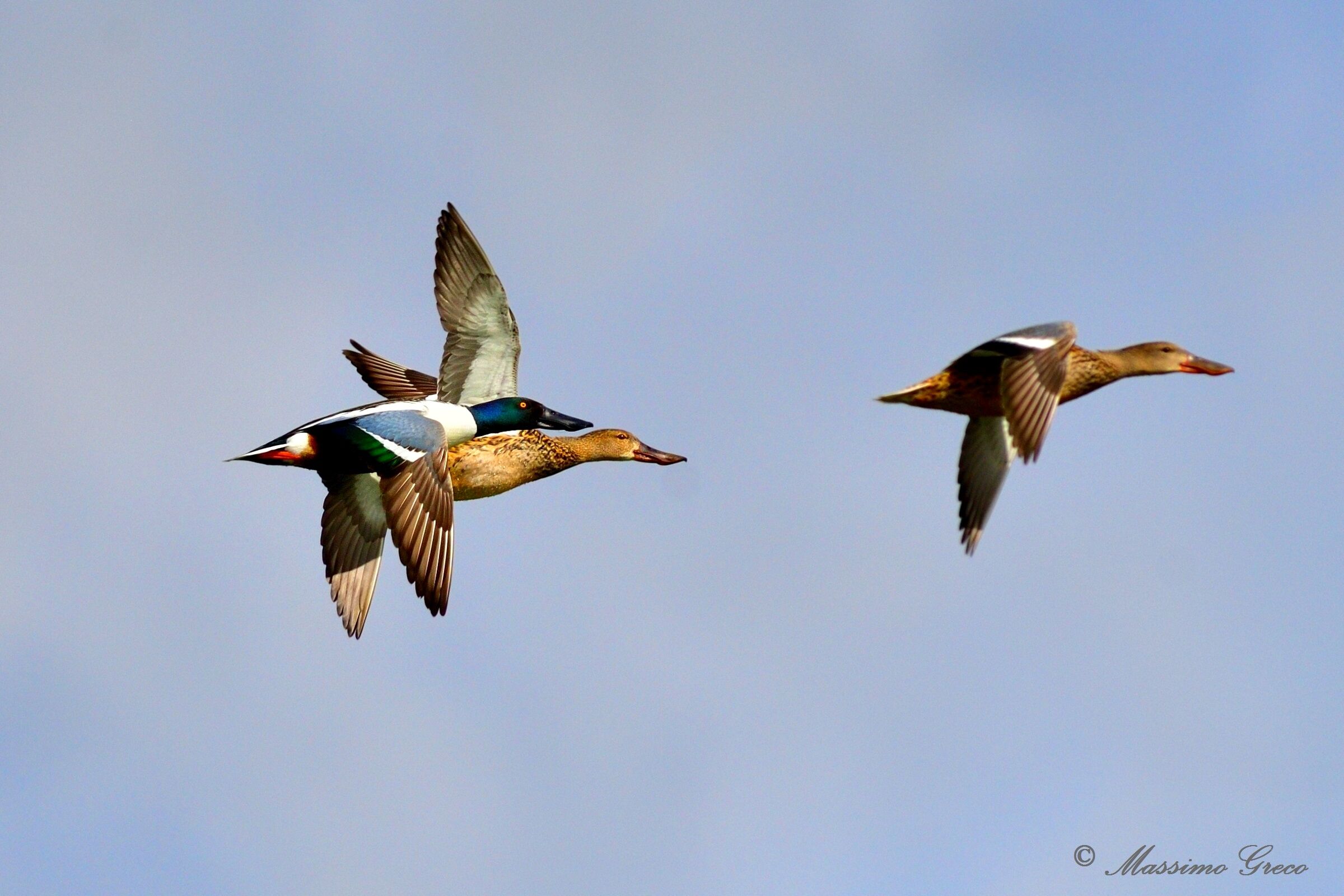 Mestoloni (Anas clypeata)
