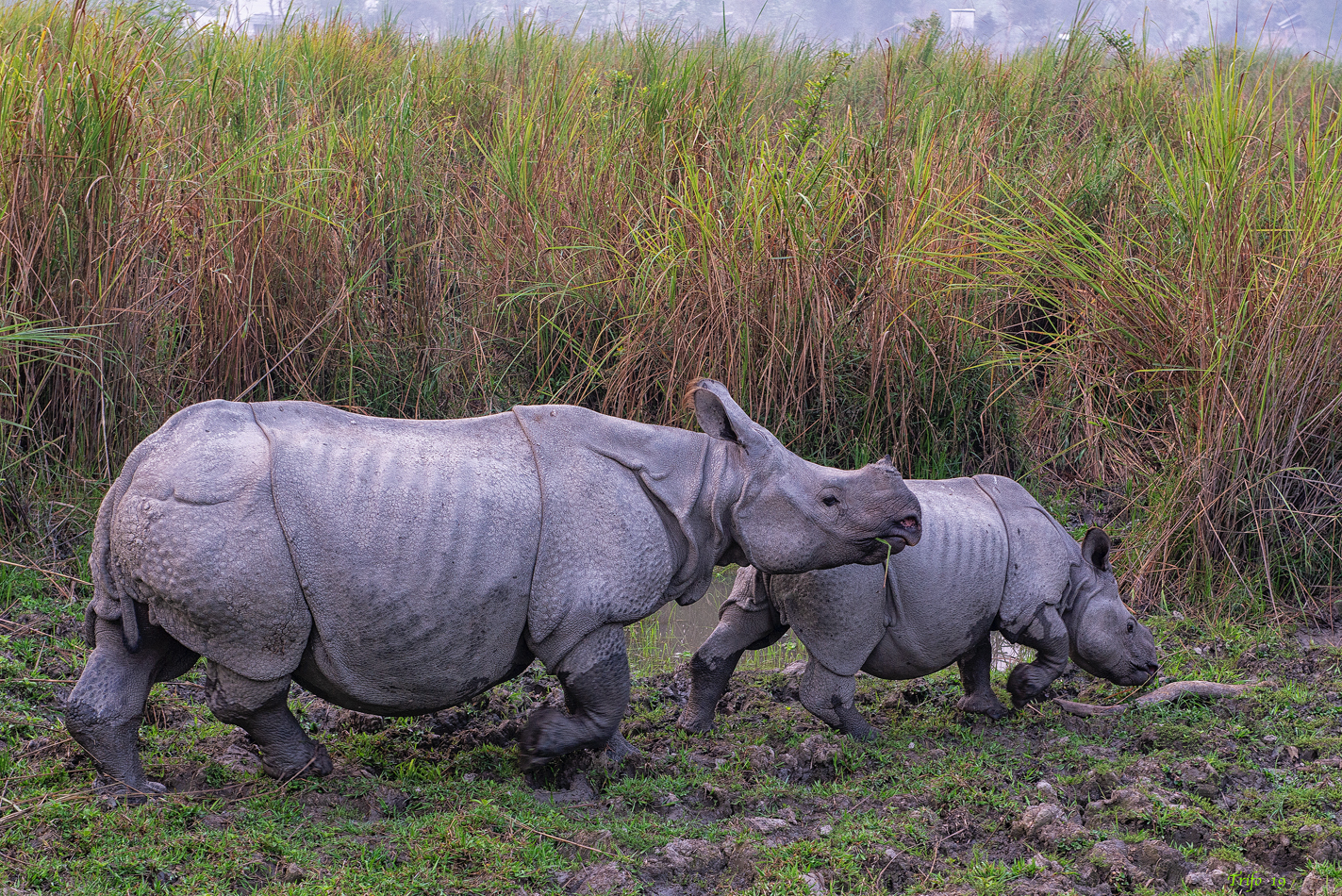 Kaziranga National Park....