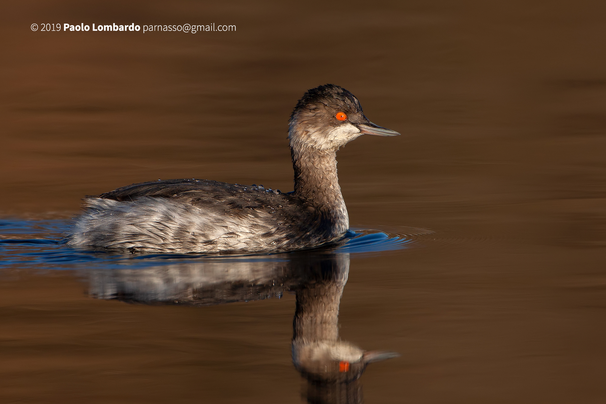 Podiceps nigricollis-Black-necked Grebe-Svasso PICC