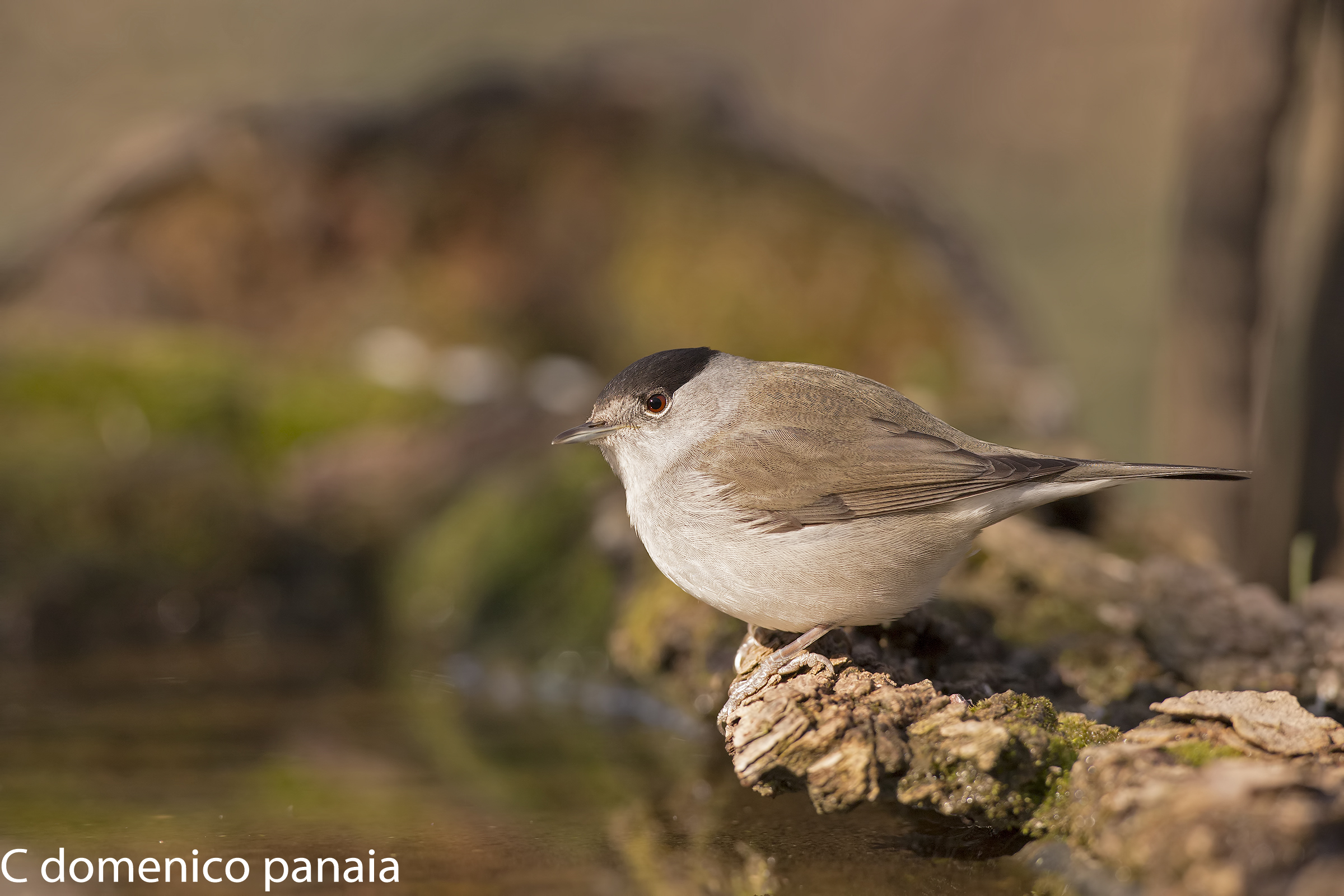 mi sa che sono ingrassato
