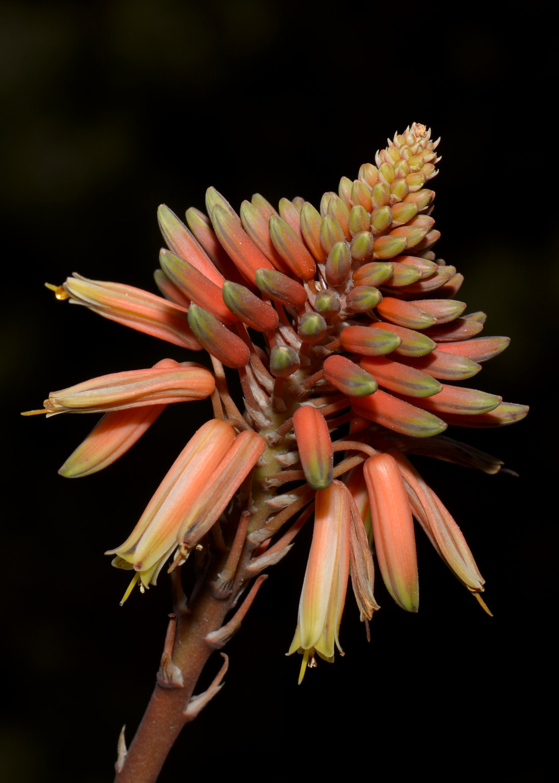 fiore di aloe