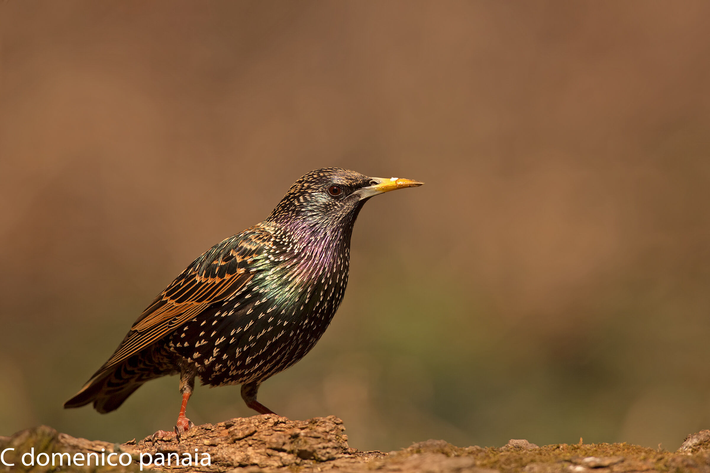 i colori dello storno