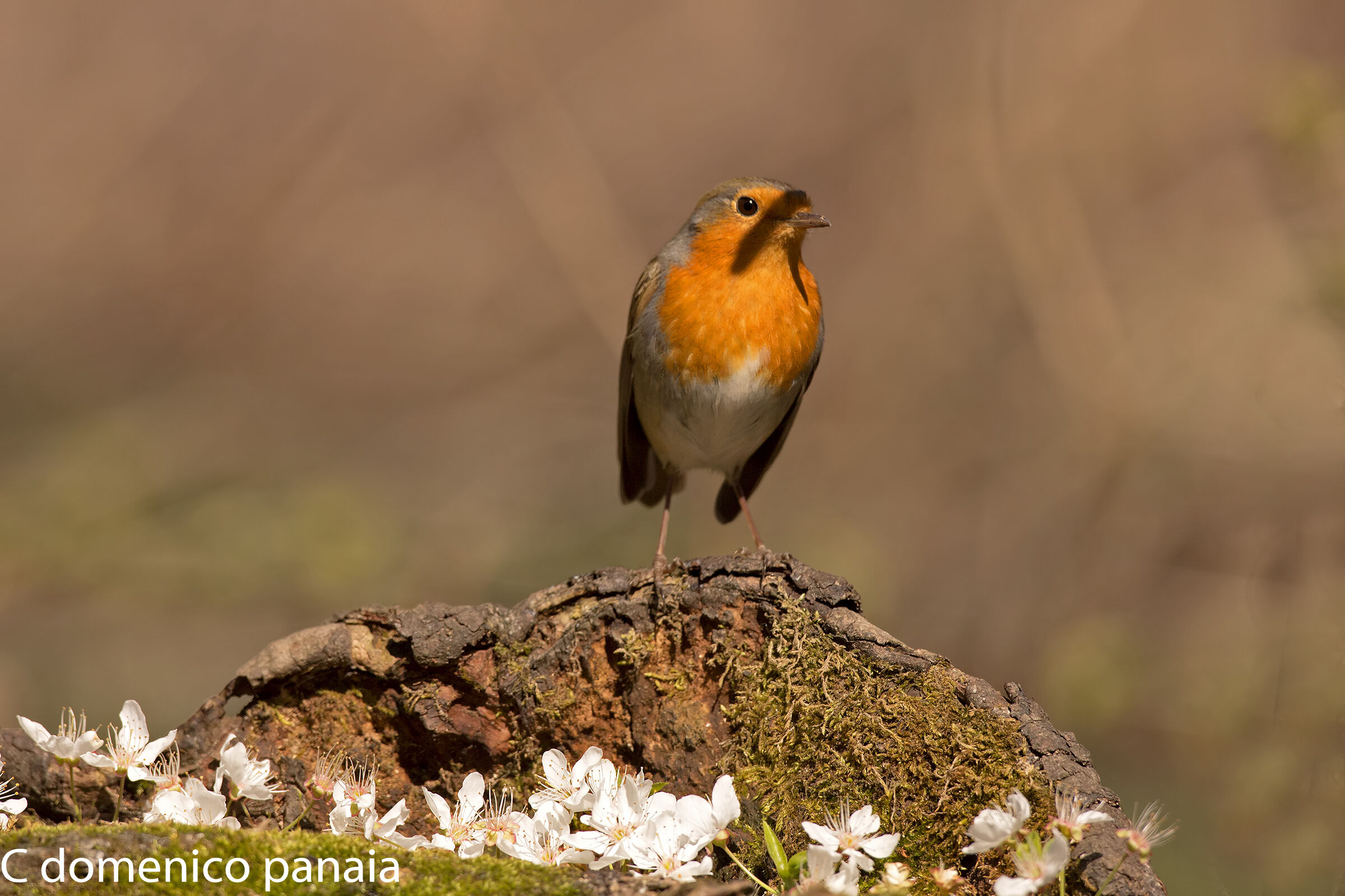 vorrei essere un basettino
