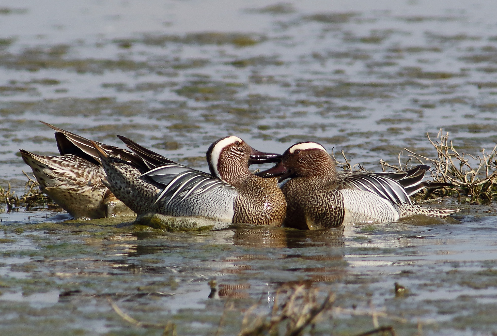 Fights for the conquest of the female