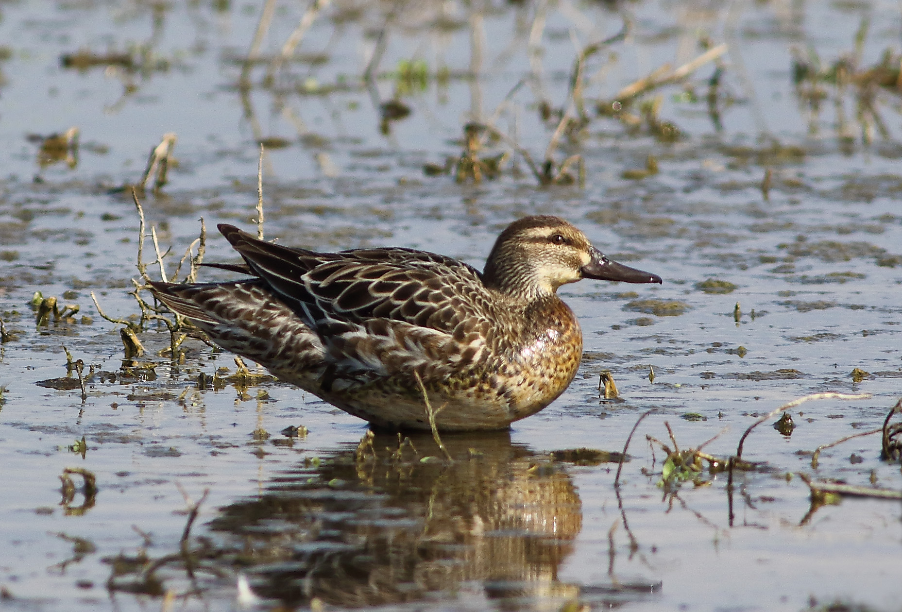 Female arrived from the sea