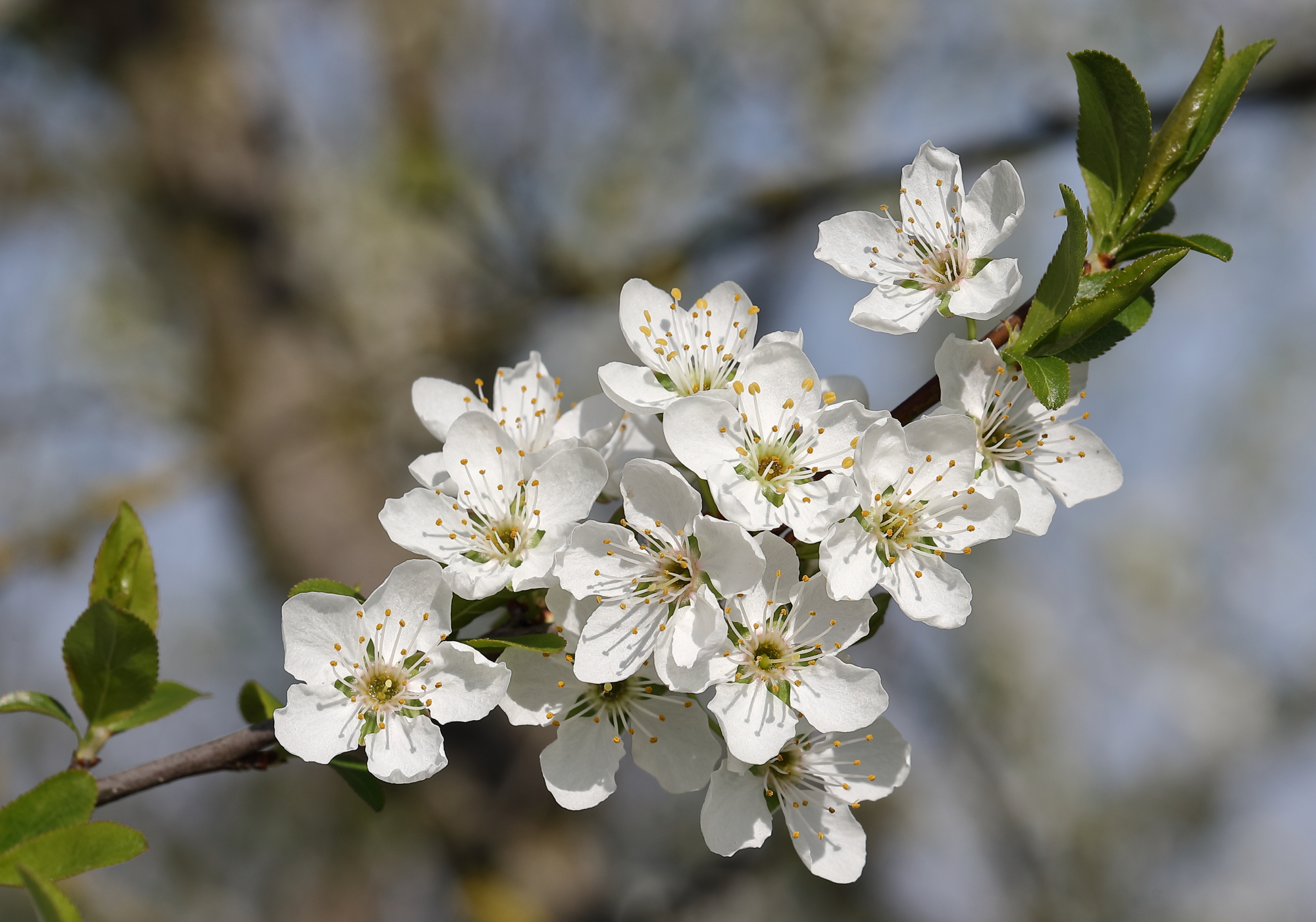 A spasso in bici con 5D4 e EF 100 L 2.8 Macro