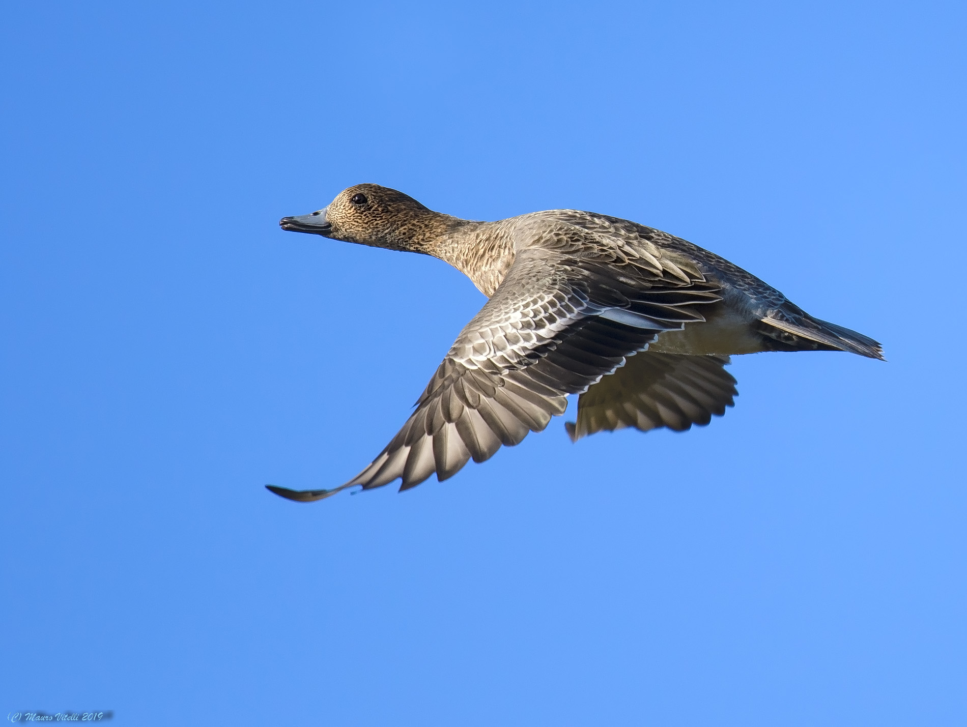Female Wigeon