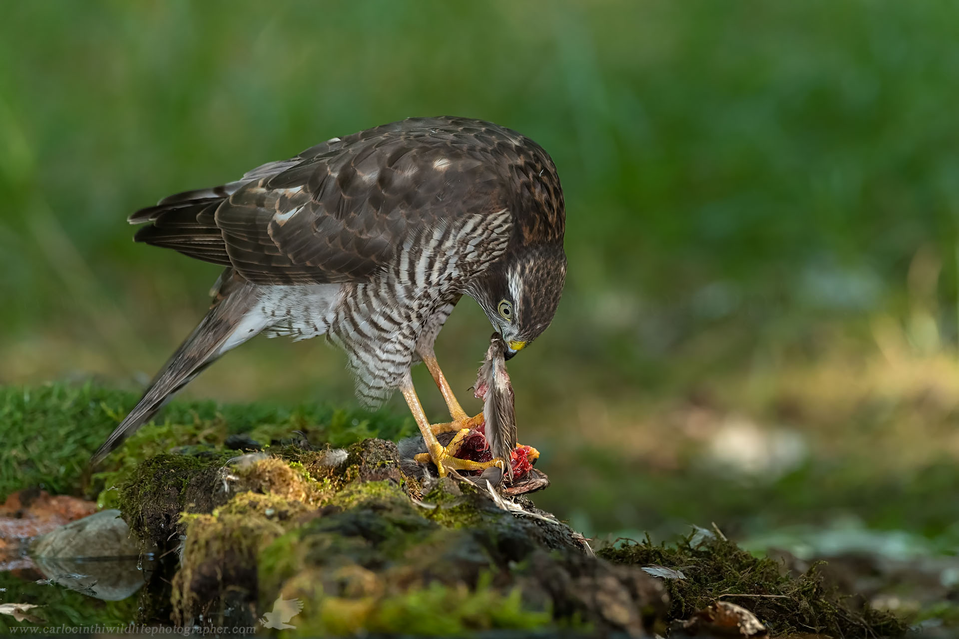 Giovane Sparviere femmina