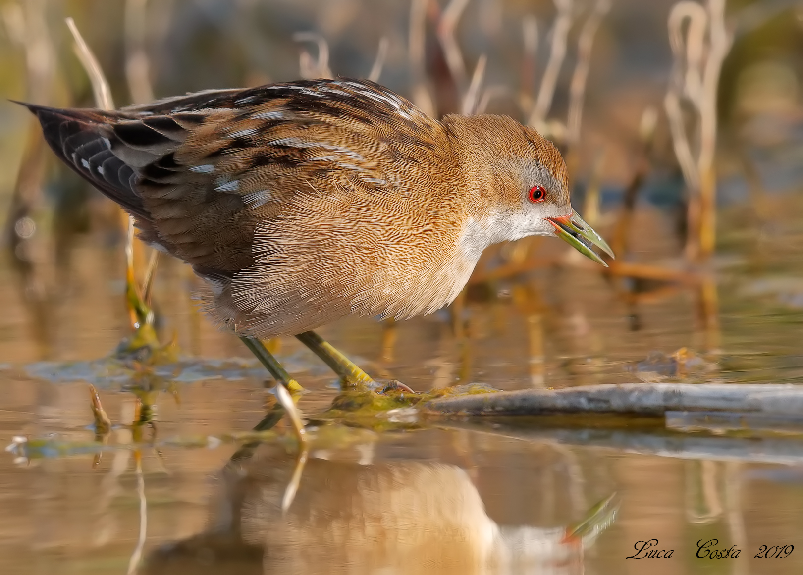 The last light on the Crake........