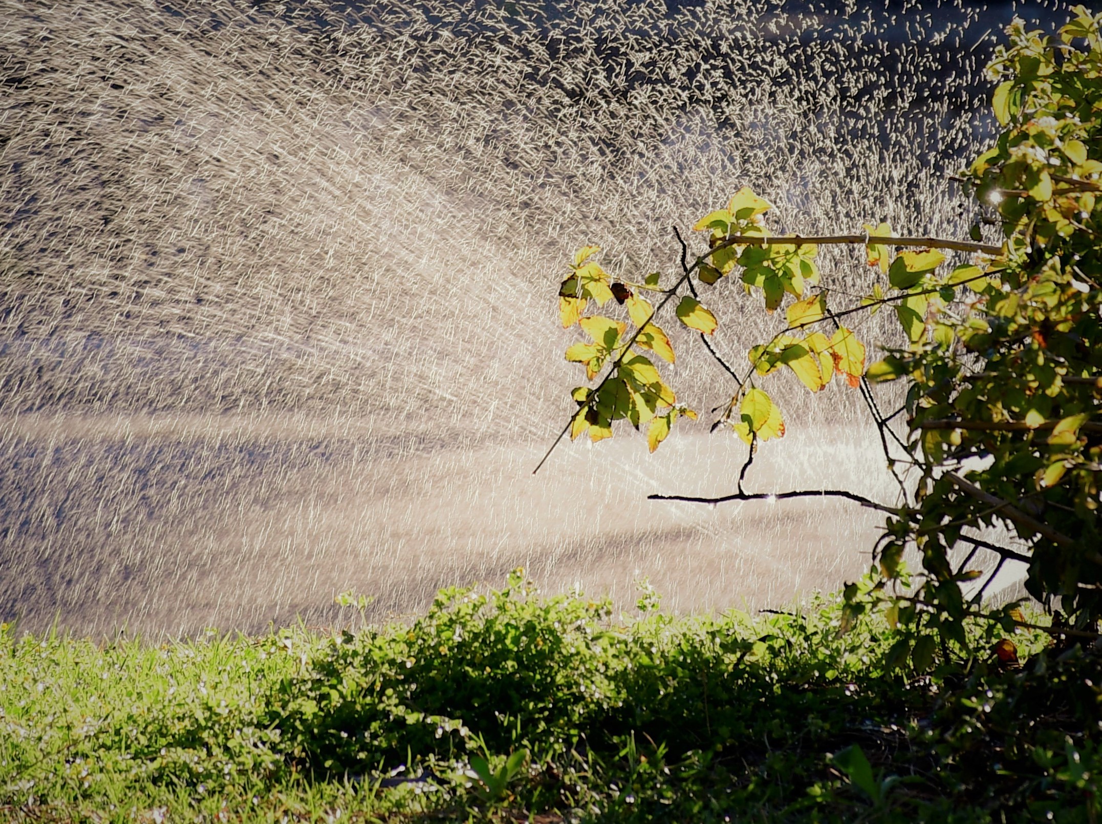 Dedicated to Greta Thunbergh...