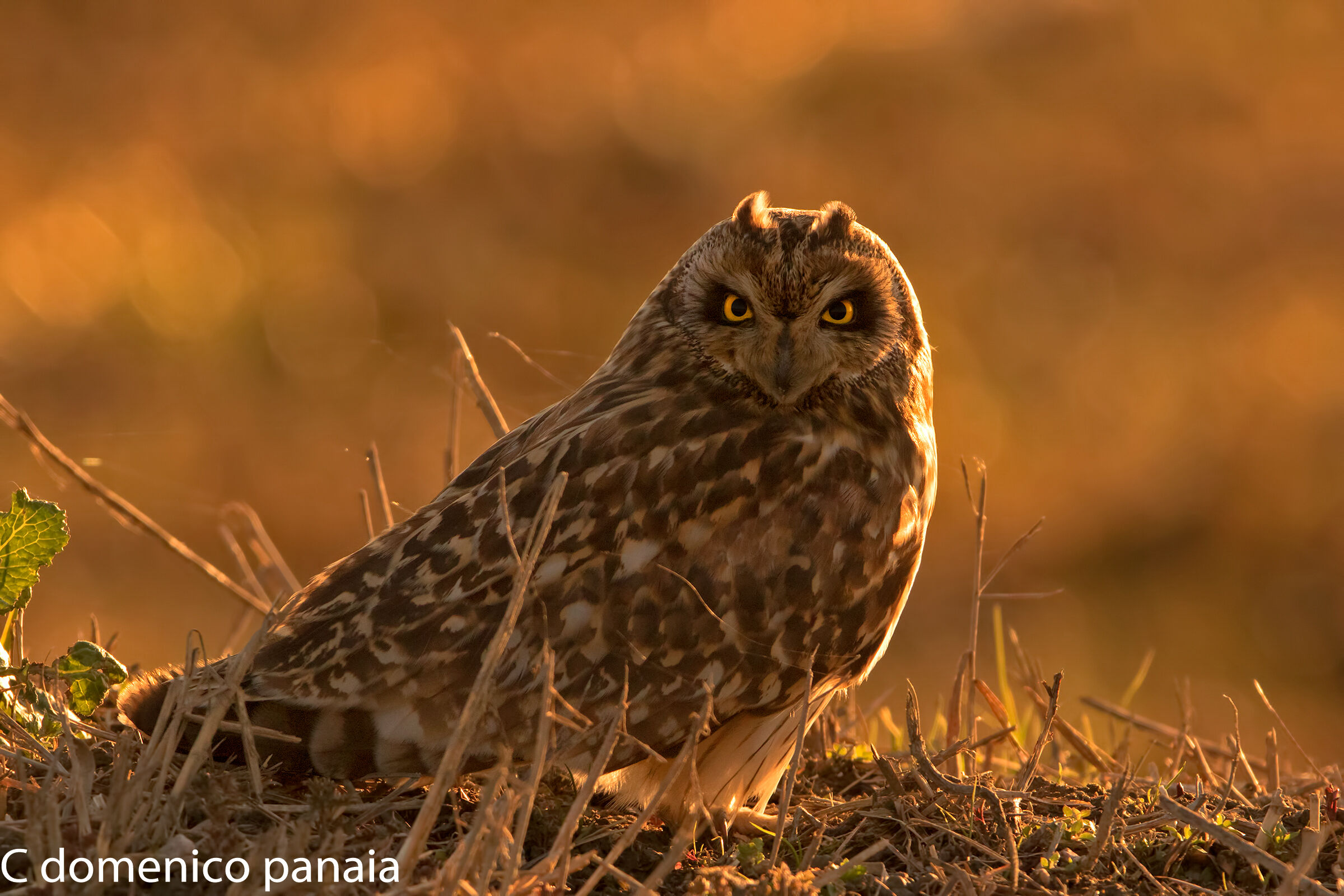 un altro tramonto per il gufo