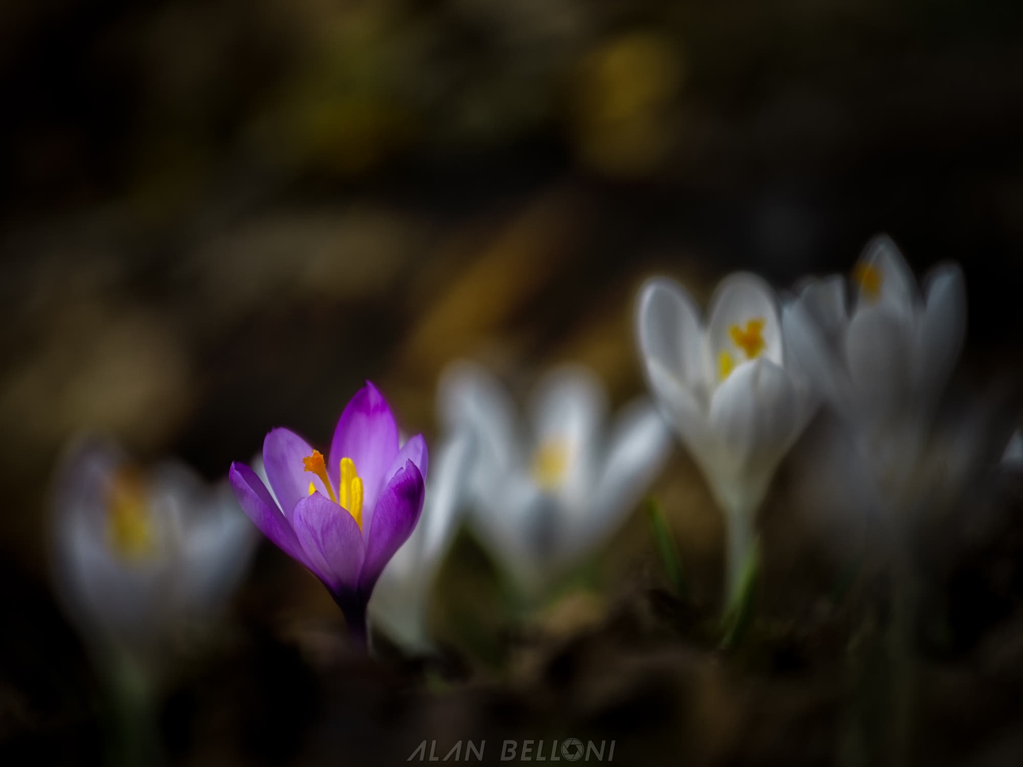 Crocus