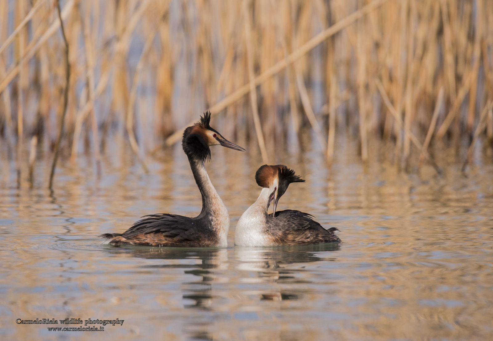 Svassi in corteggiamento.