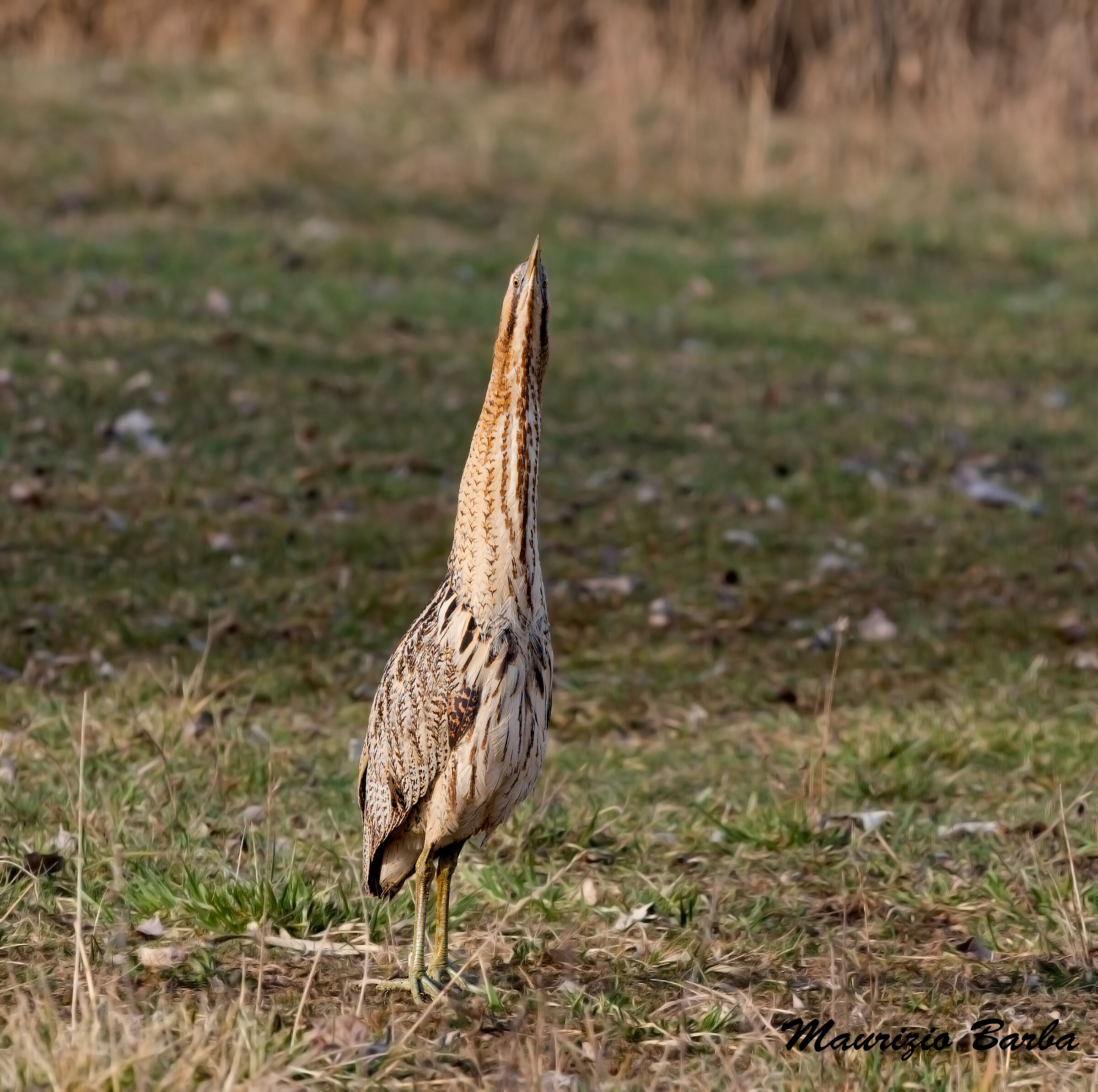 Bittern