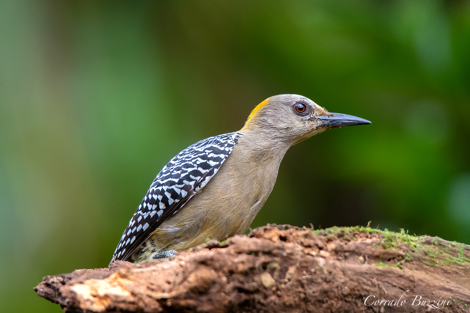 Hoffmann's Woodpecker femmina