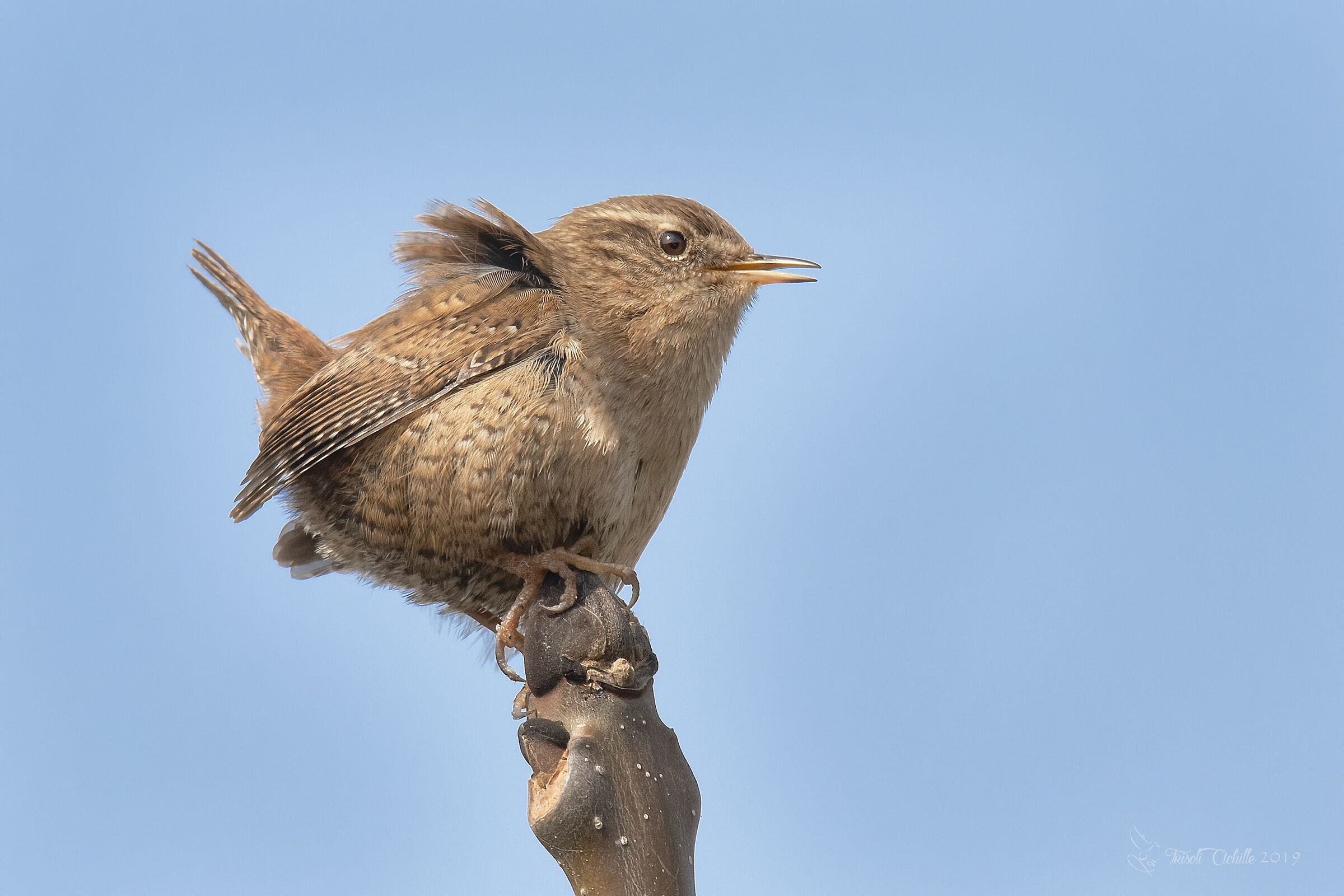 Wren