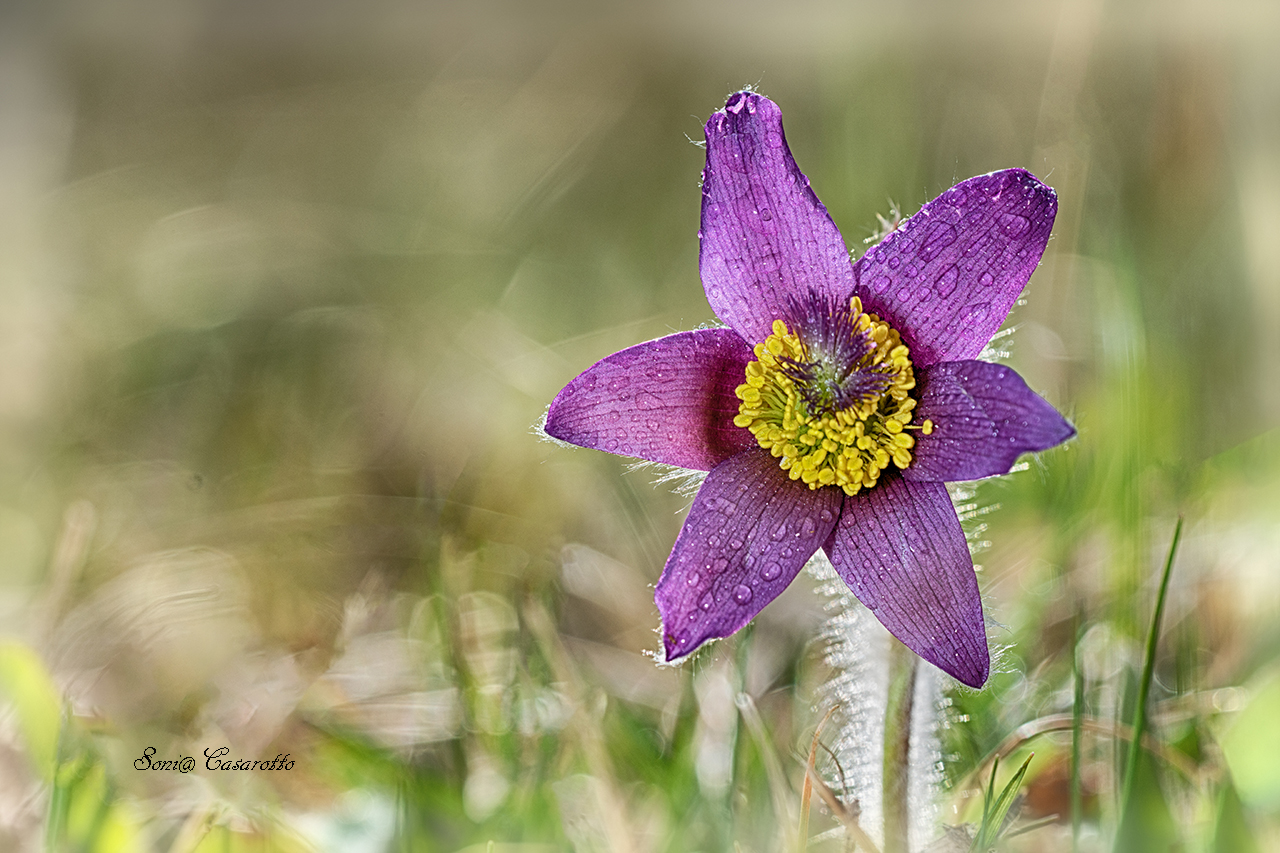 Pulsatilla