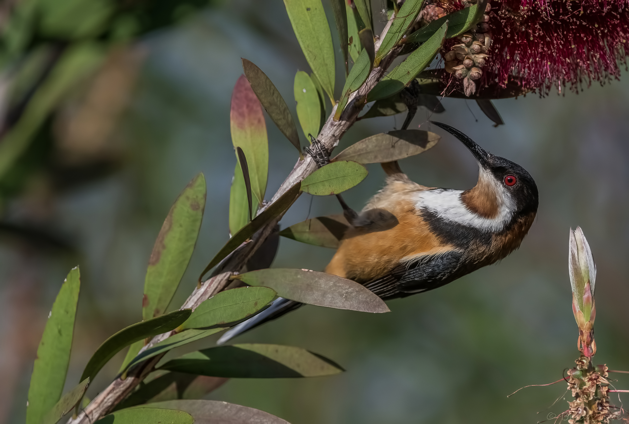 Spinebill orientale (Acanthorhynchus tenuirostris)