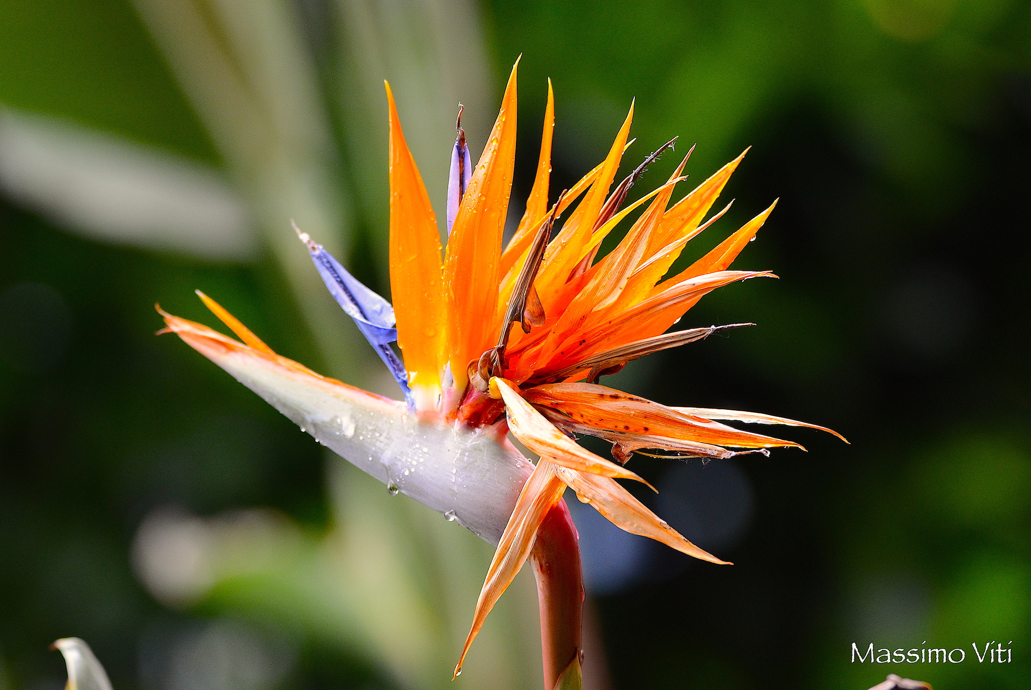 Sterlitzia Aiton