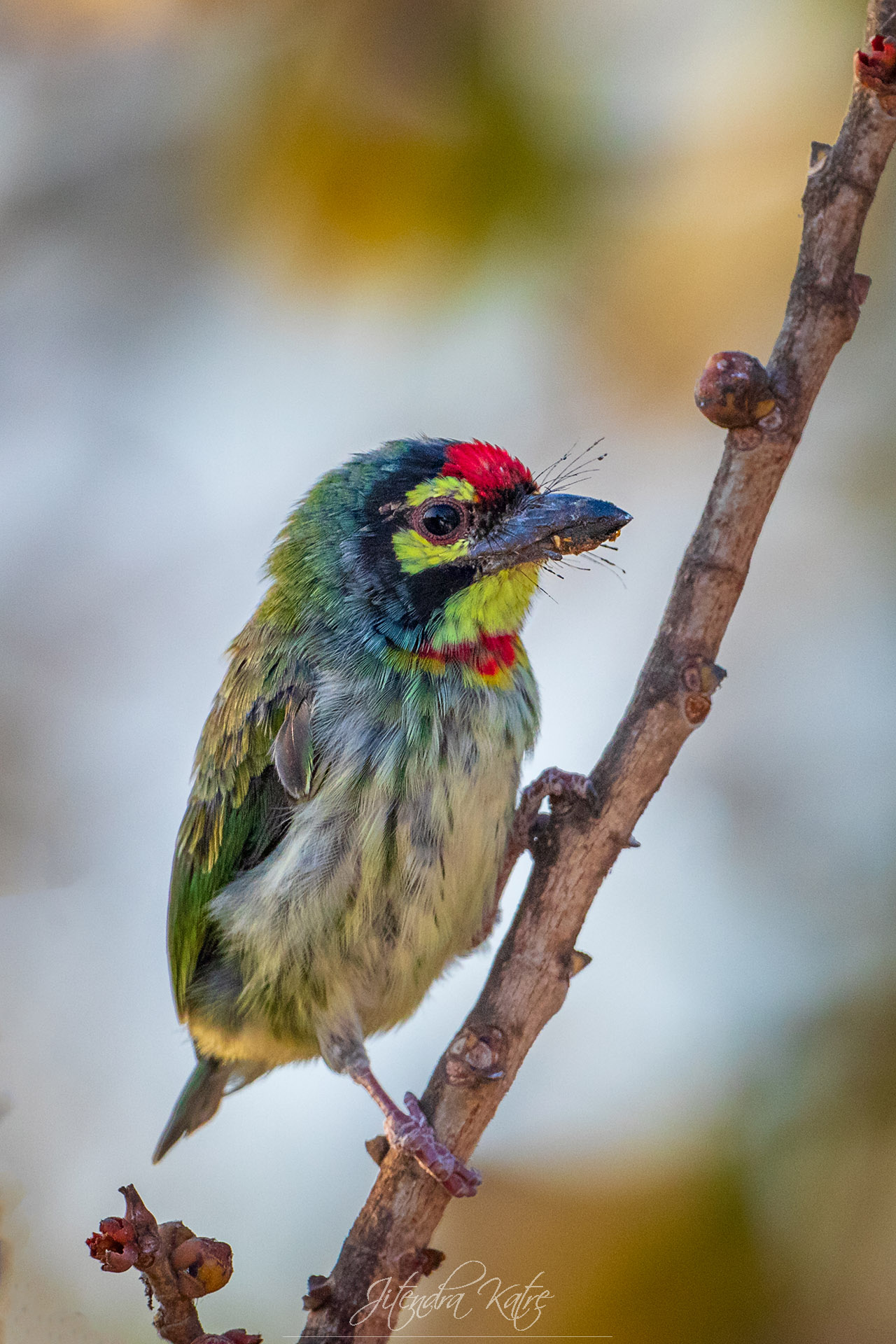 coppersmith Barbet