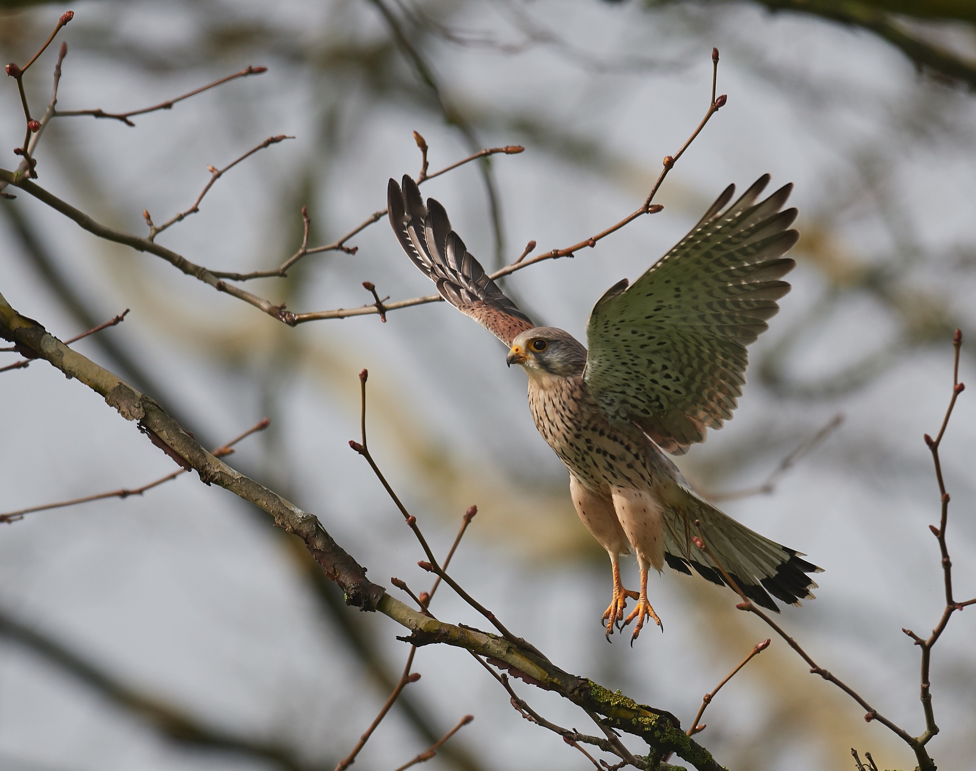 Kestrel comune