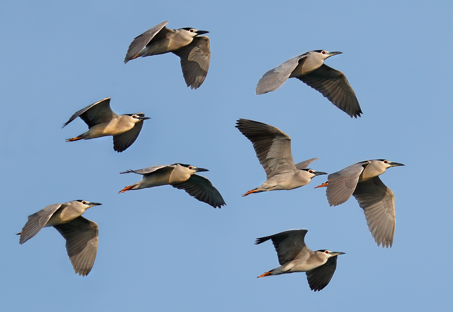 Nitticore in migration