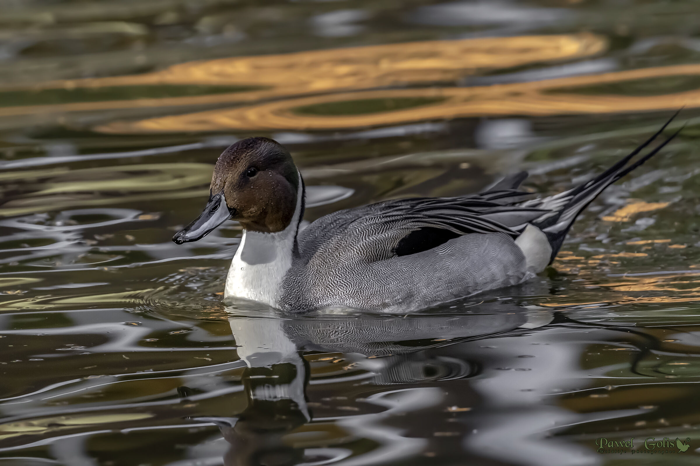 Northern Pintail (Anas acuta)