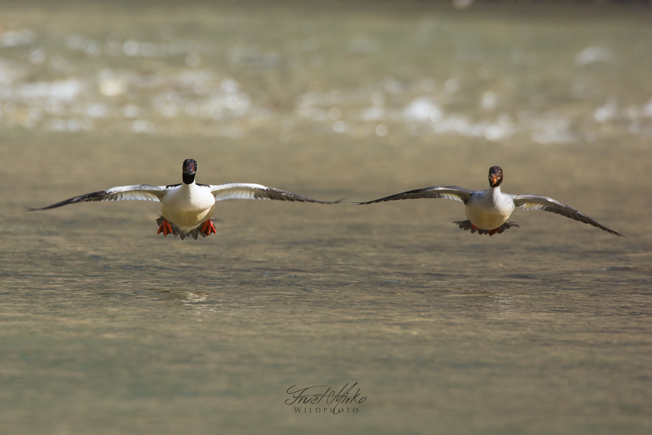 La coppia di smerghi