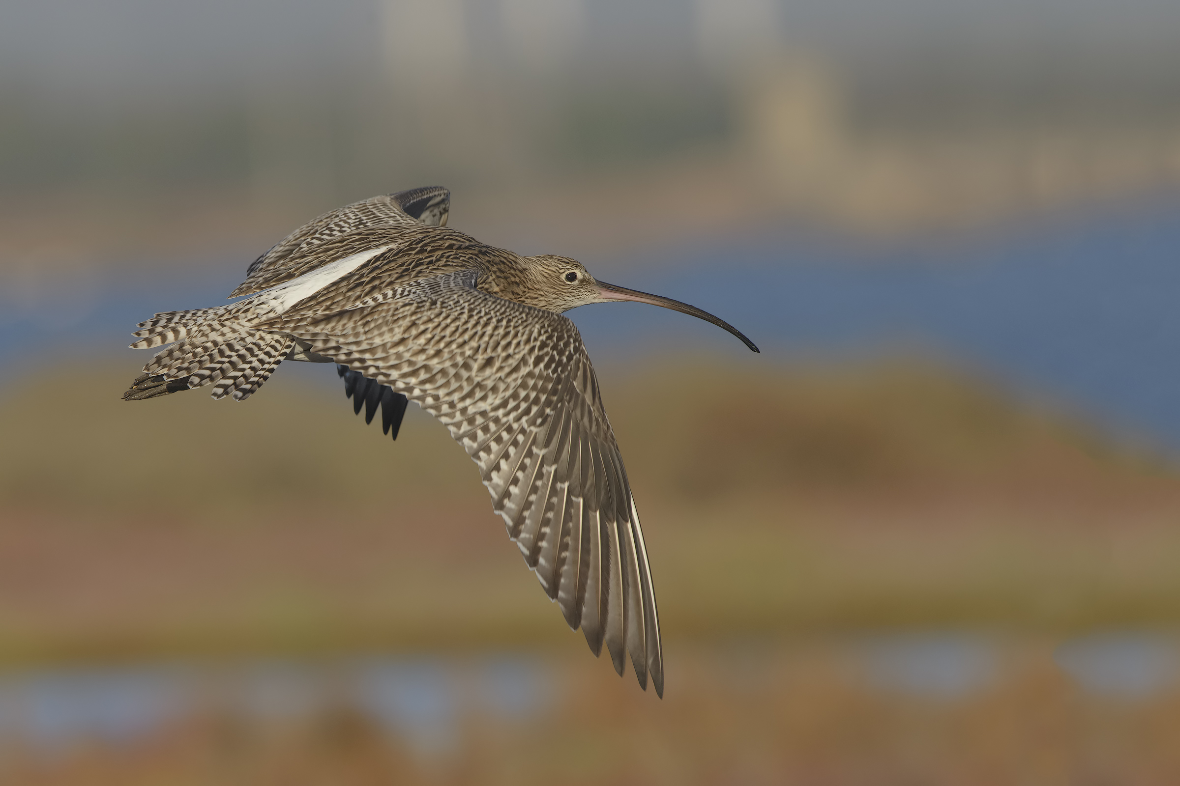 Major Curlew in flight