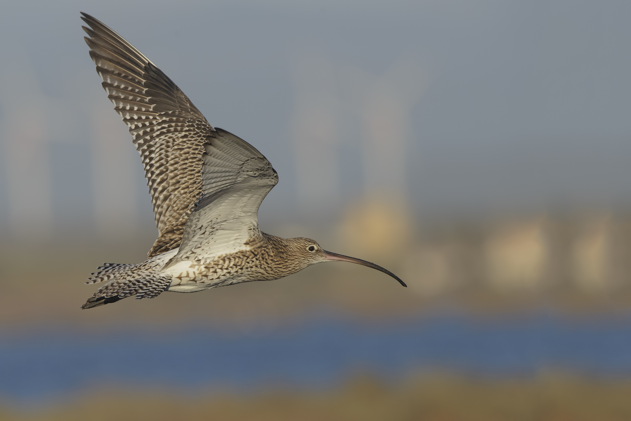 Major Curlew in flight