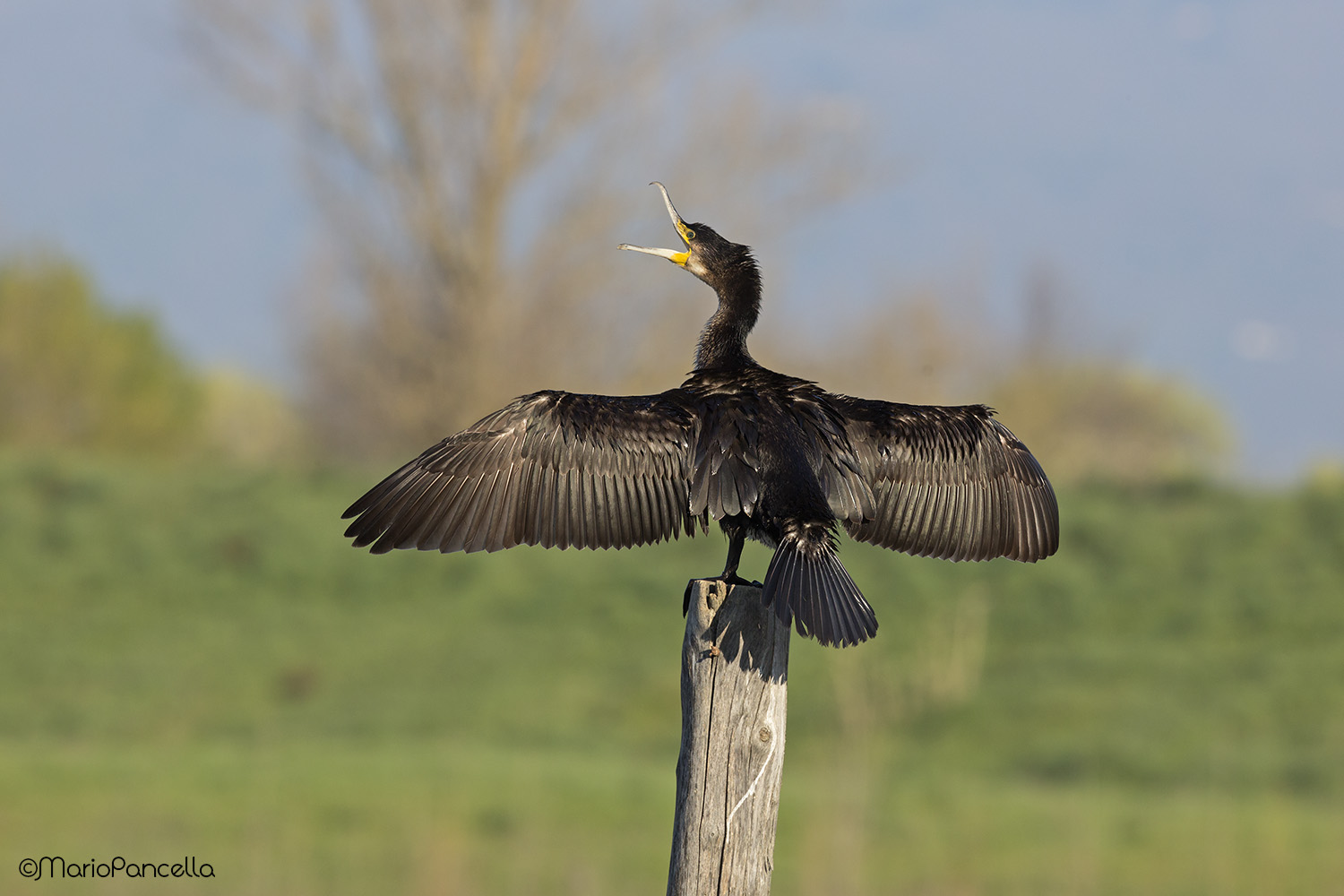 Cormorant
