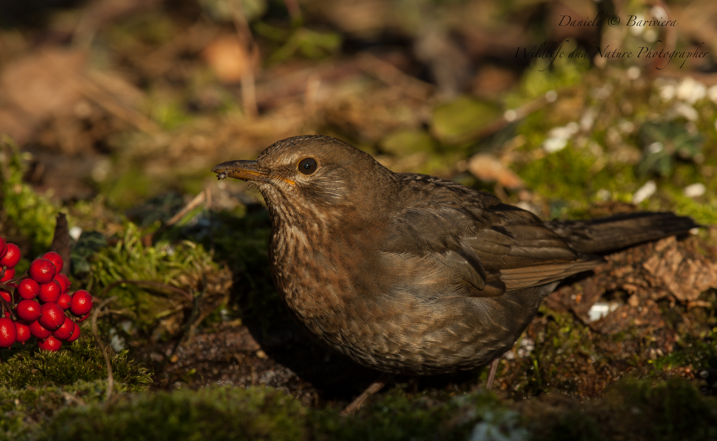 Merlo comune femmina