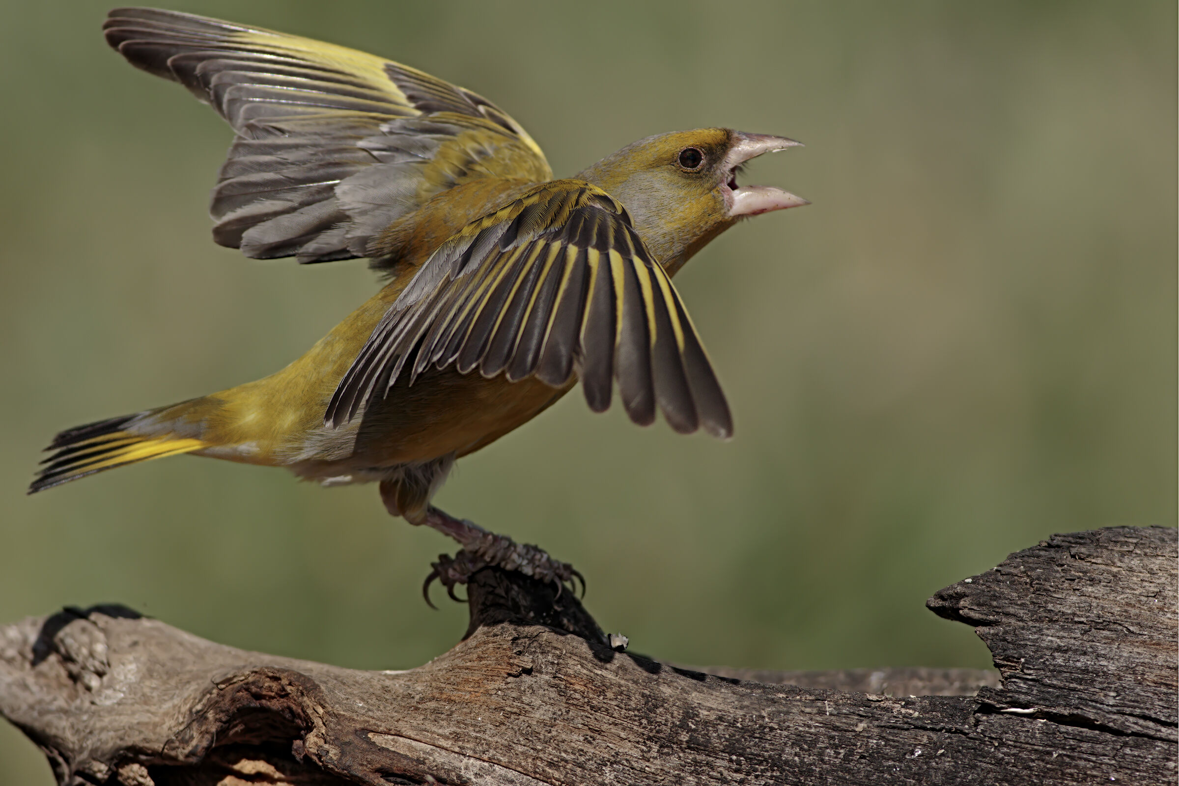 Verdone in defensive pose
