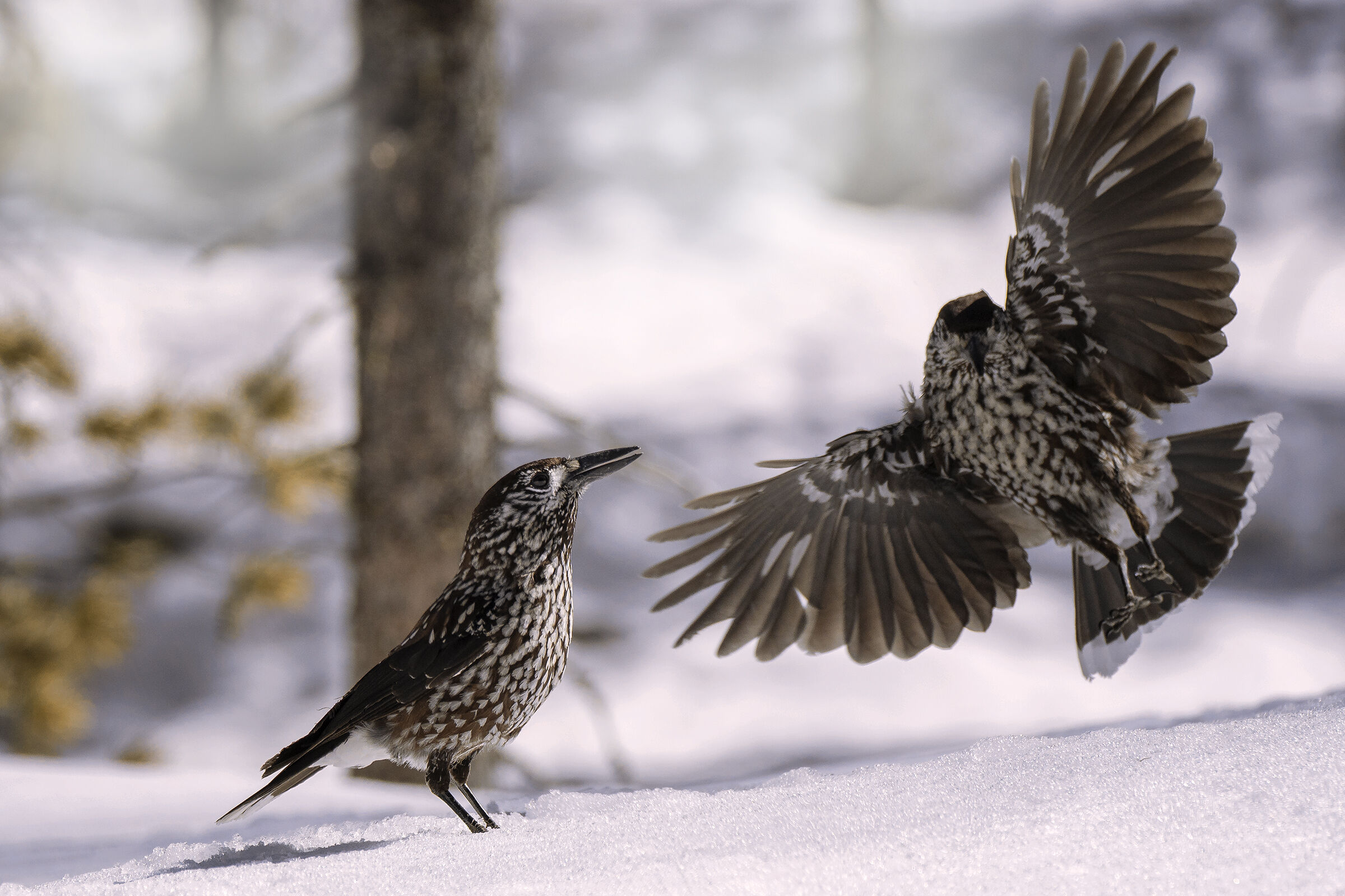 Spotted Nutcracker