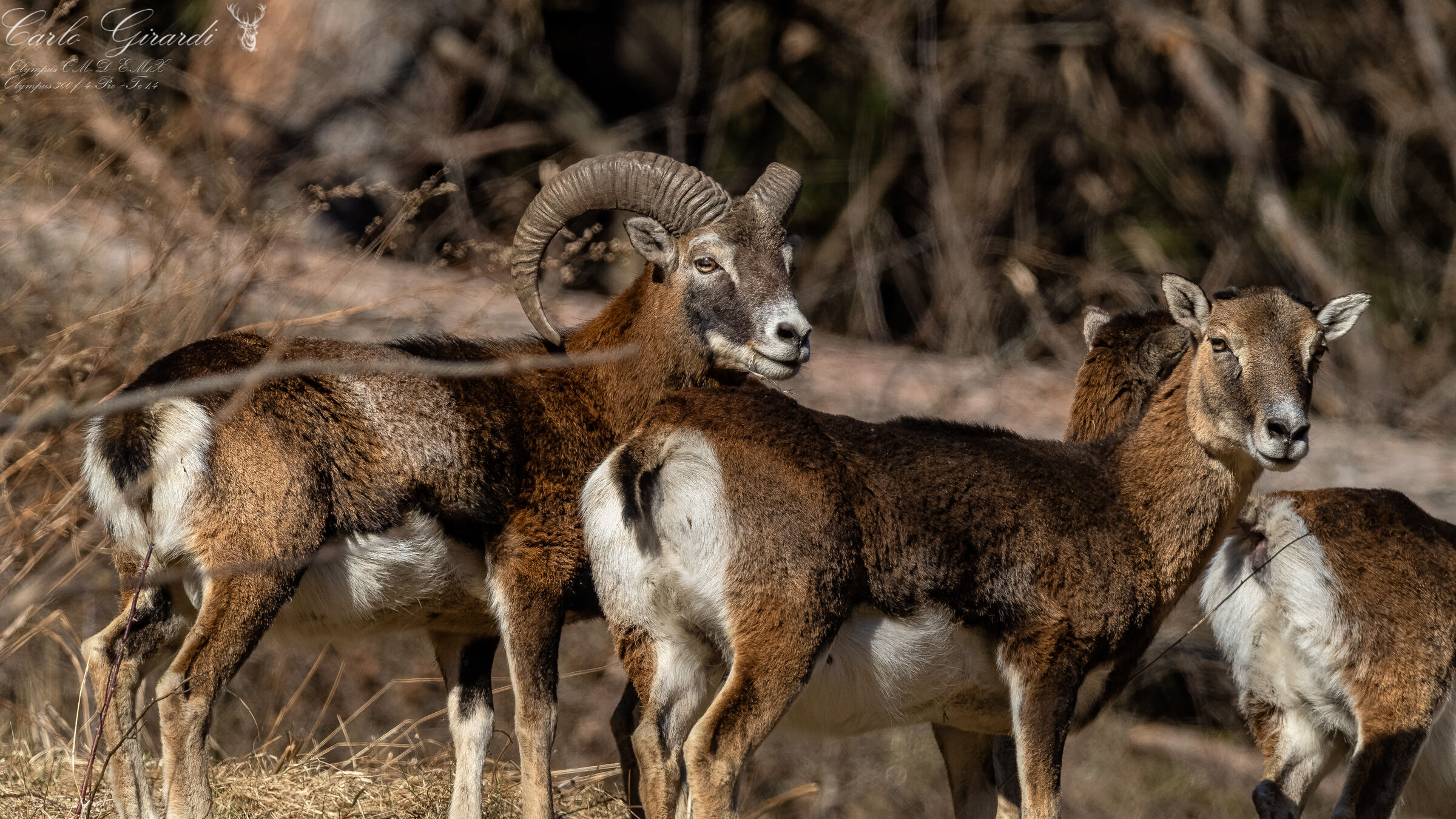 Mouflon