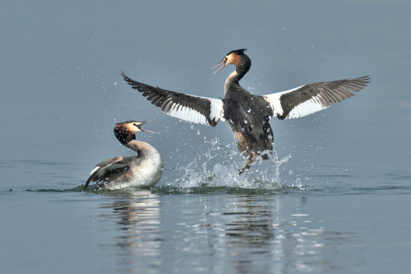 "Ho preso un pesce così!" " Ma dai, sb...