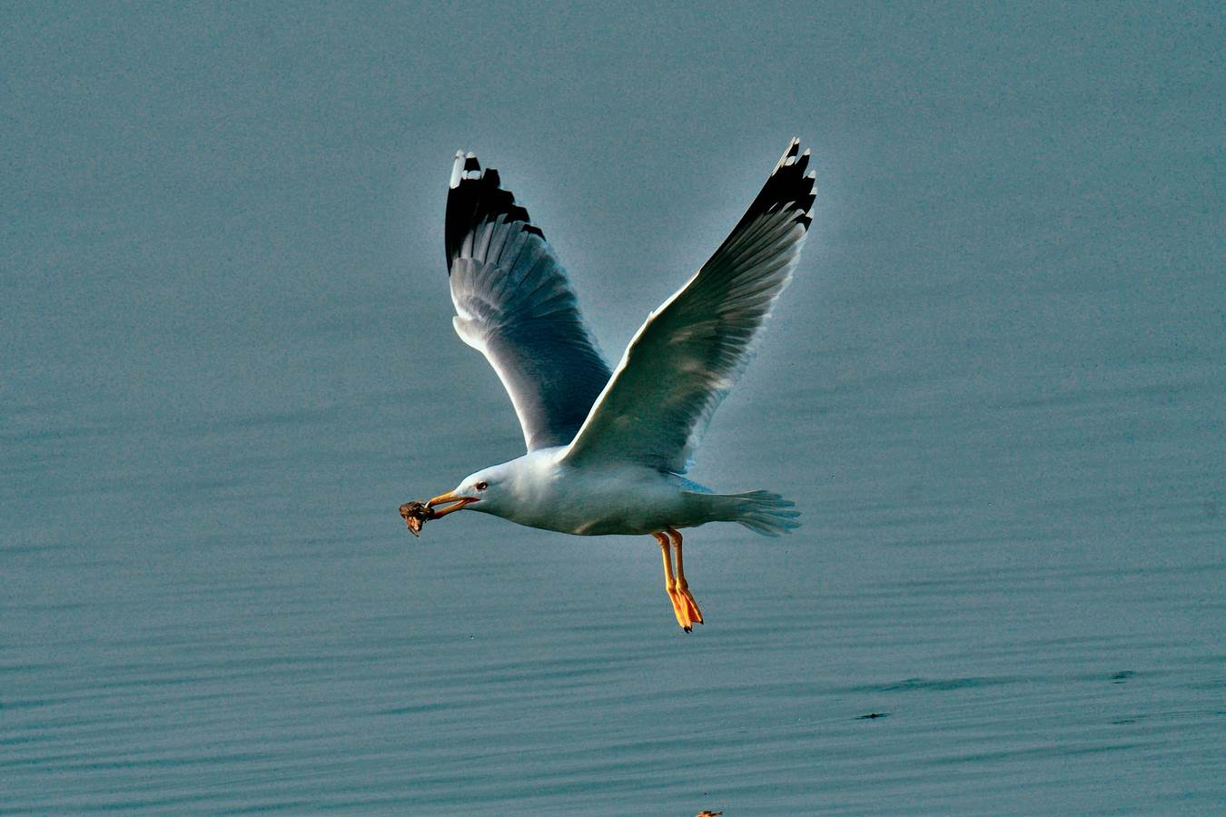 gambero aviotrasportato