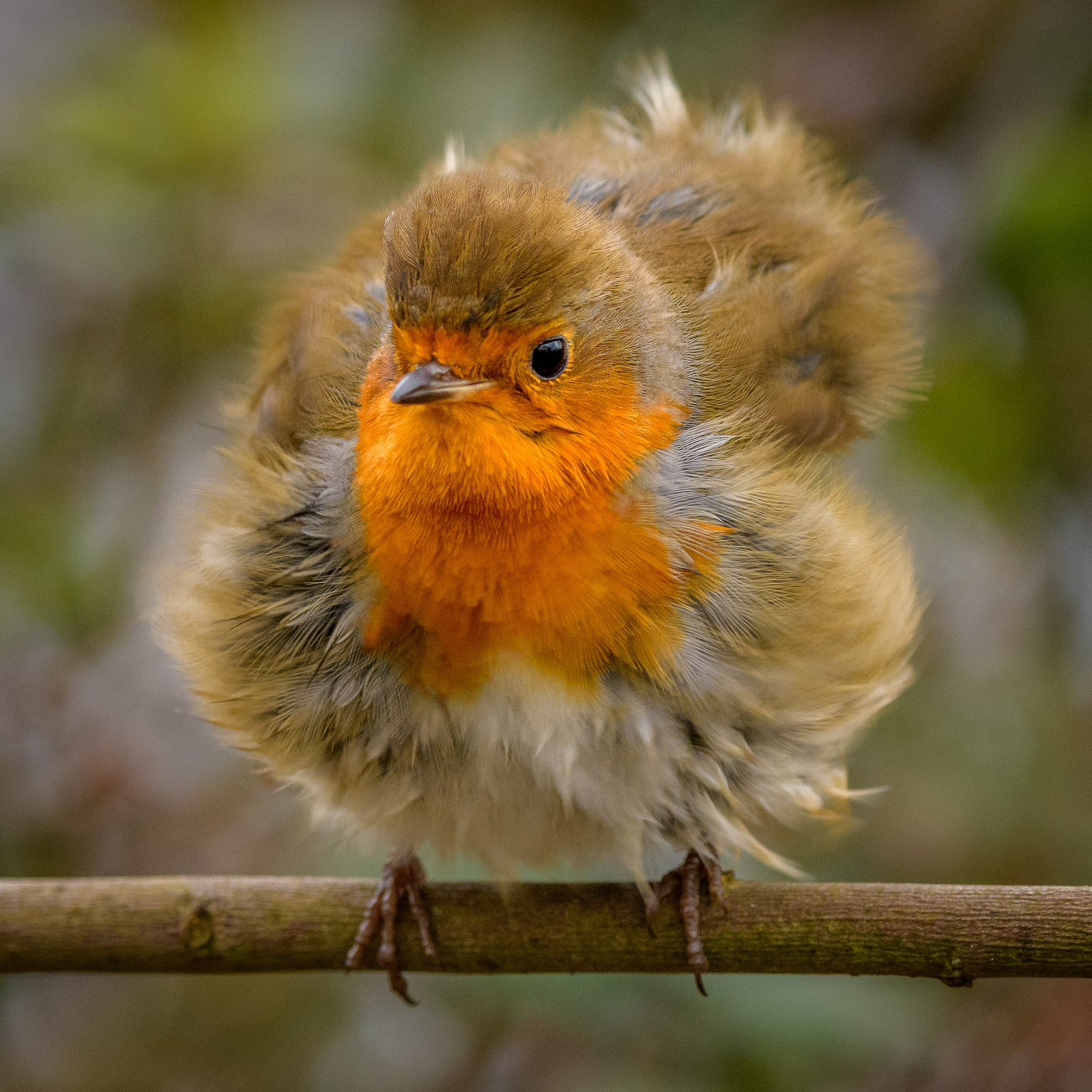 All Fluffed Up