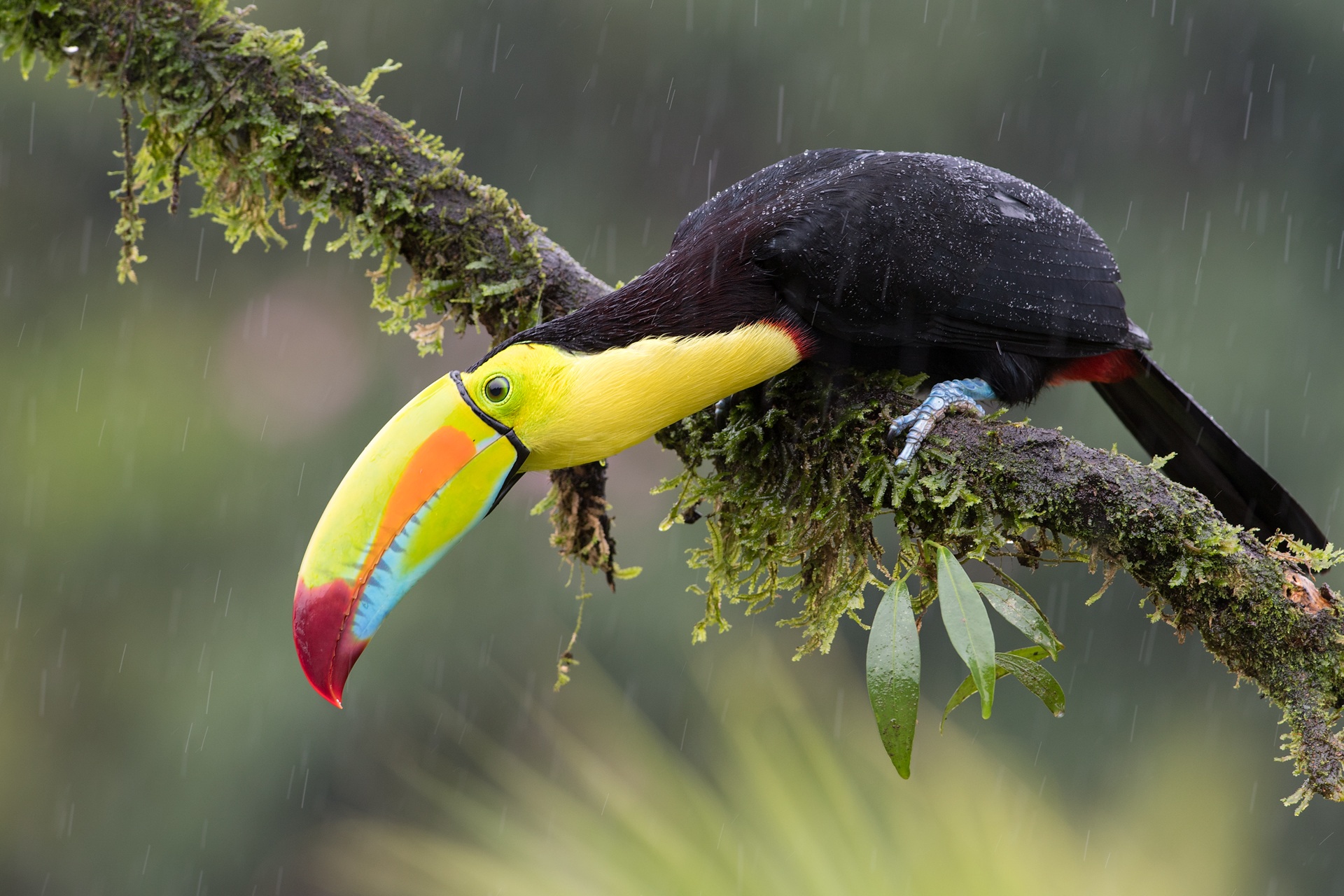 Keel-Billed Toucan